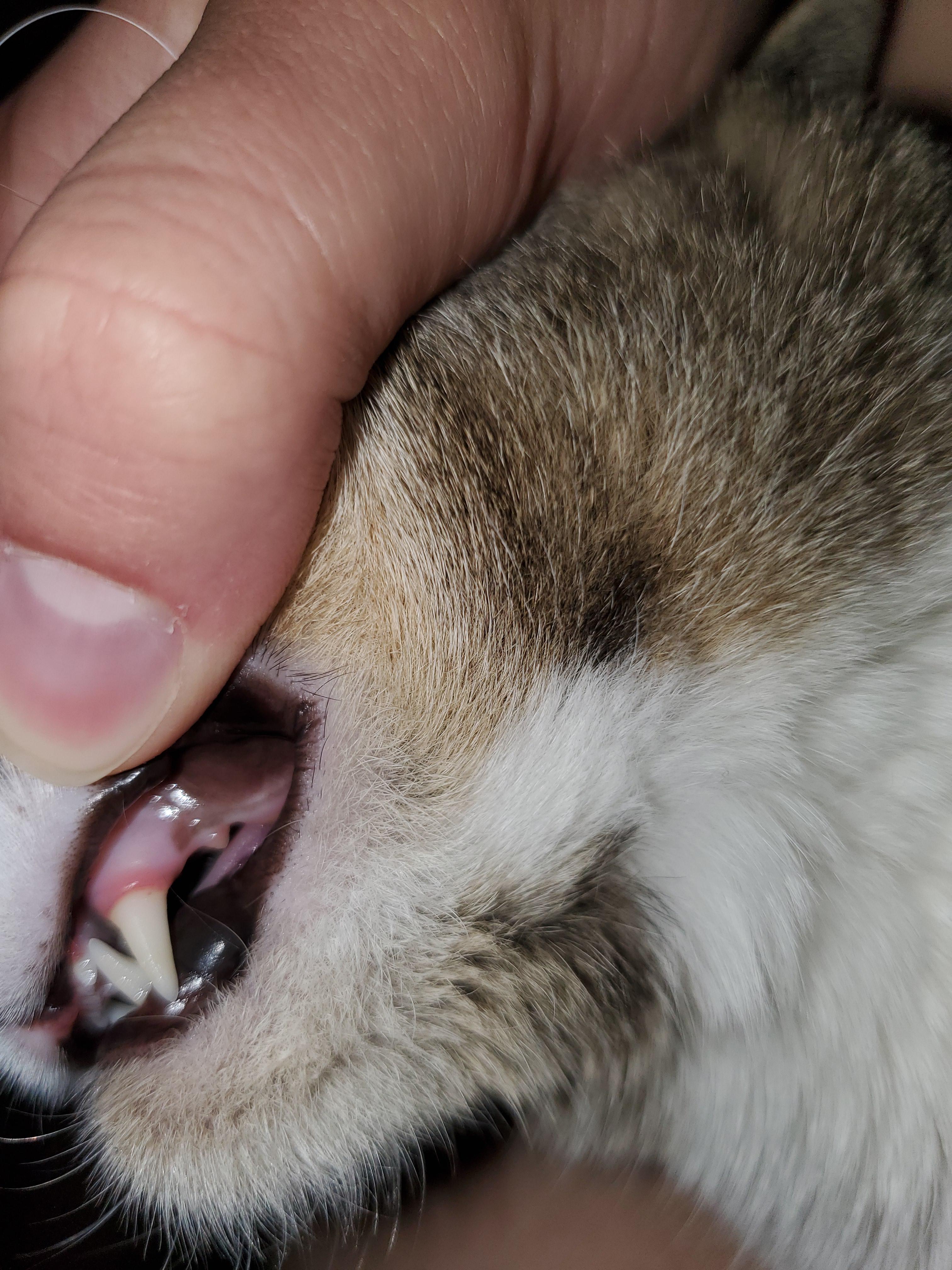 Are my cat's gums a healthy color? r/vet