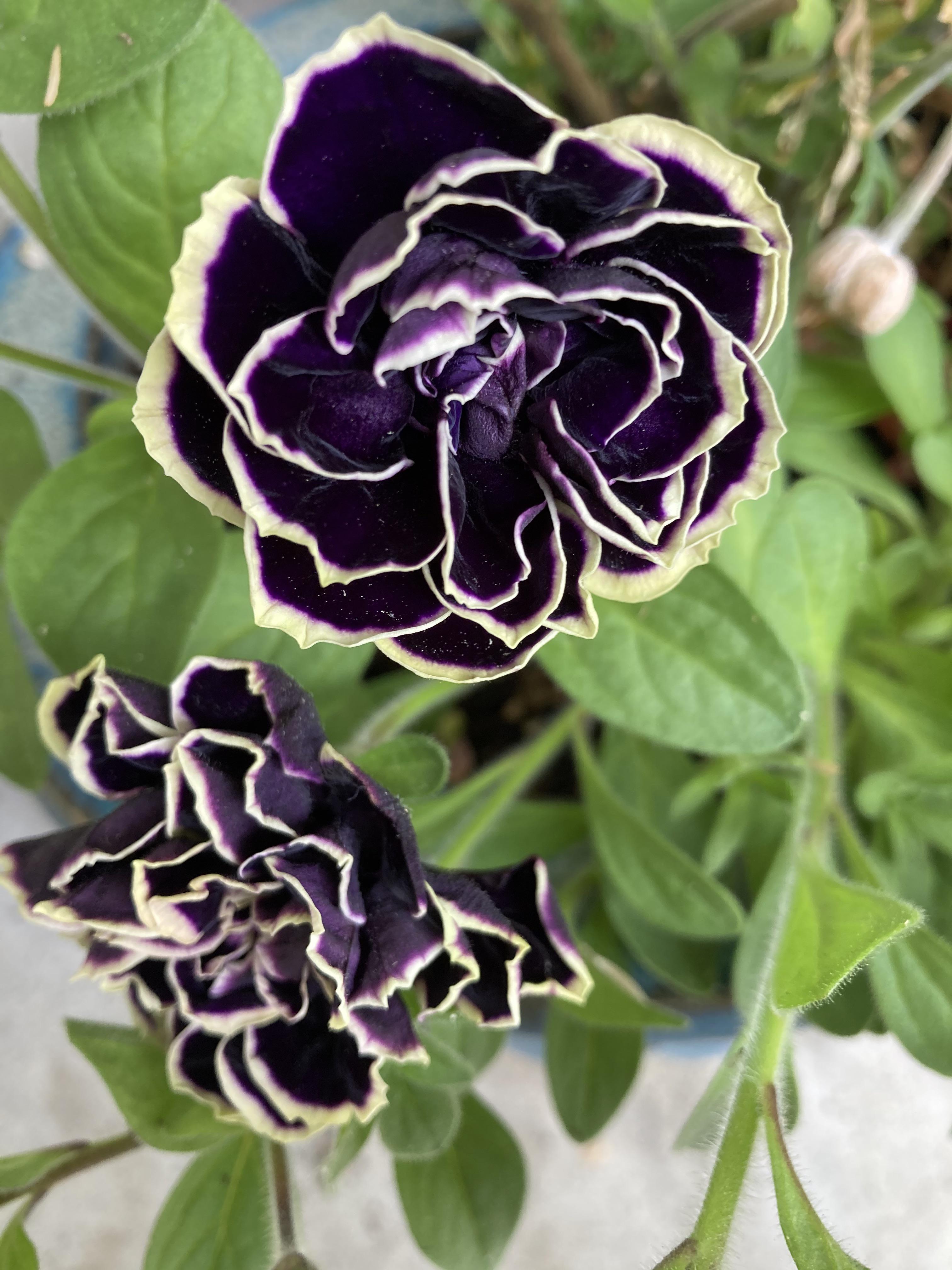 813 best Petunias images on Pholder Gardening, Pugs and Interestingasfuck