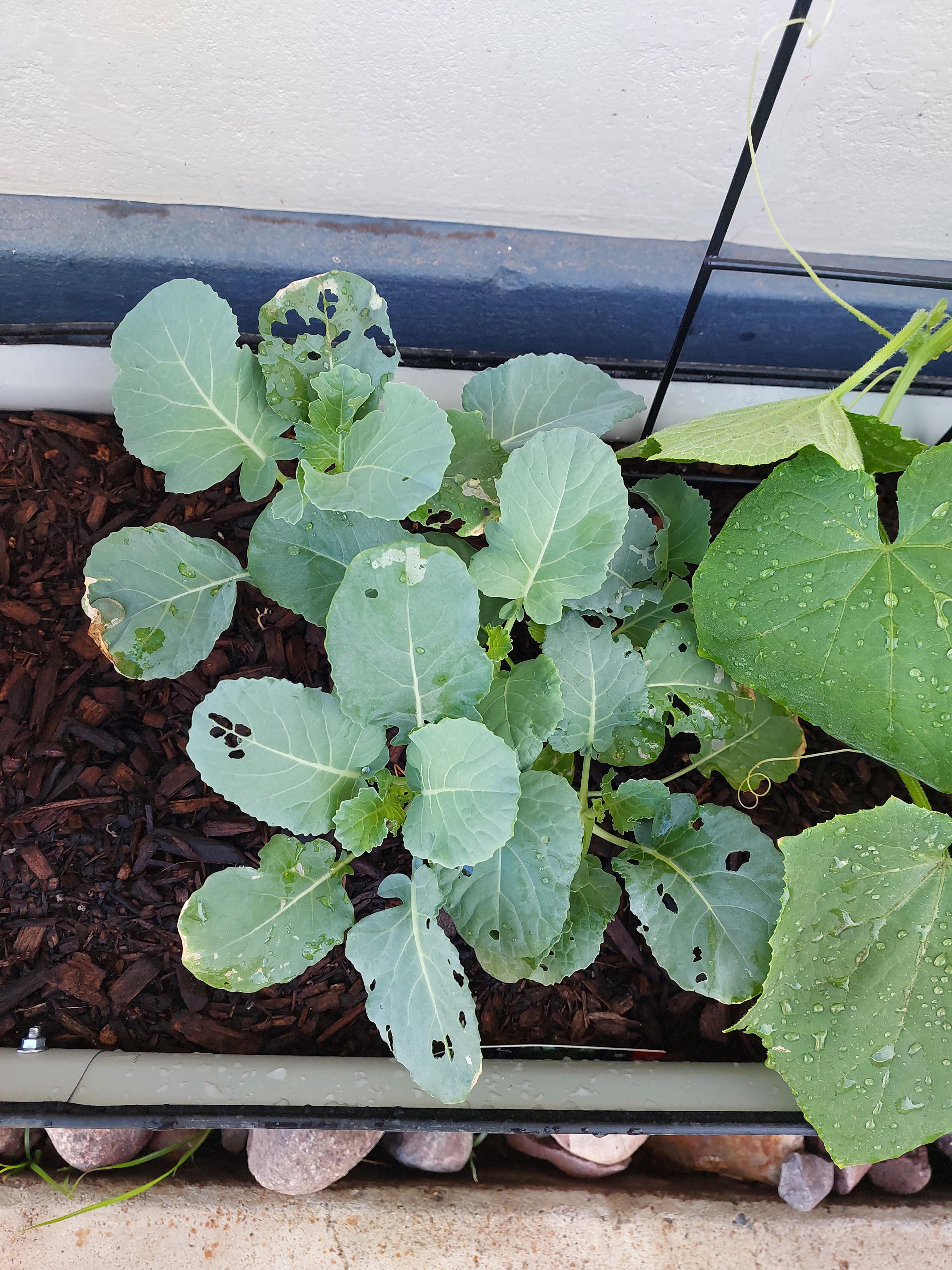 What Could Be Eating My Broccoli Leaves at Paul Caron blog