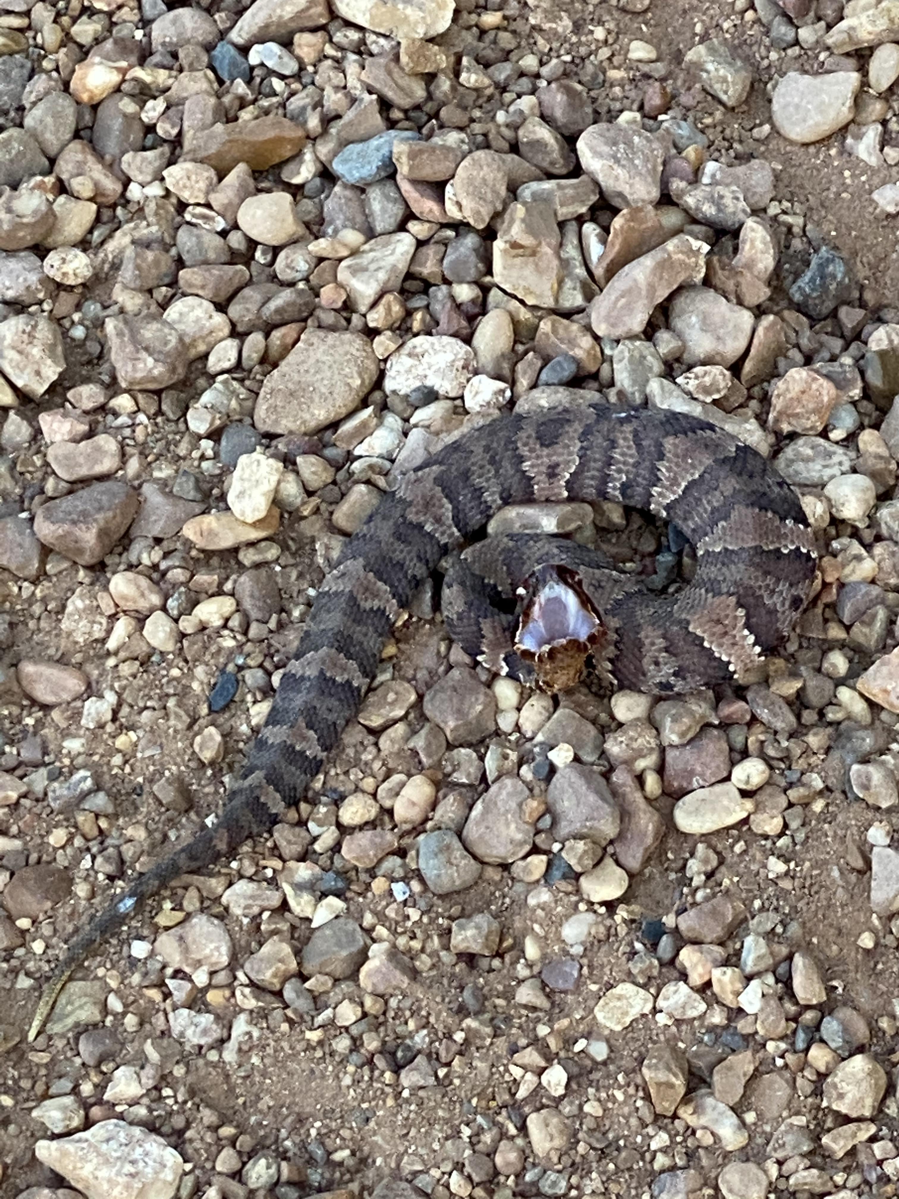 Juvenile Water Moccasin. r/snakes