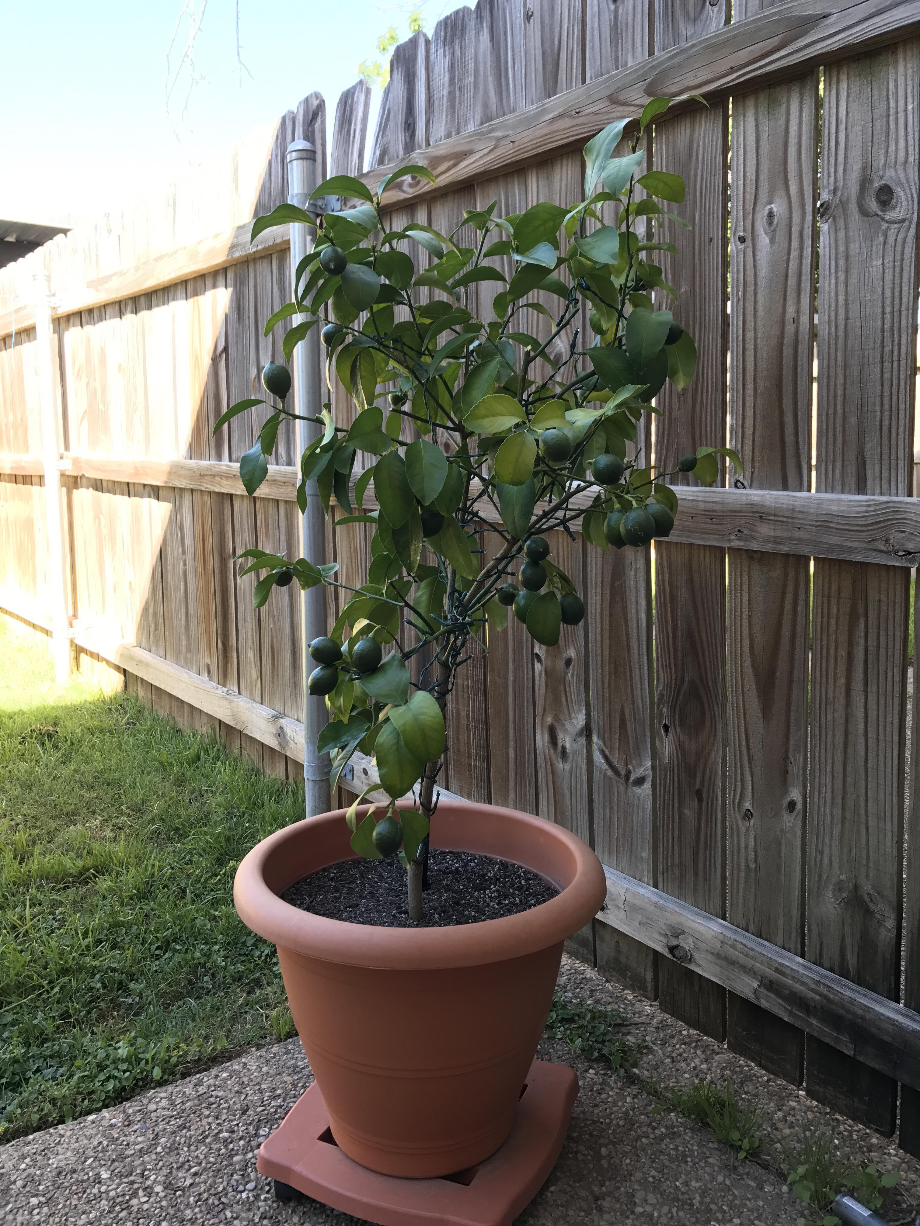 When will my Meyer lemons be ready, roughly? I live in zone 8, central