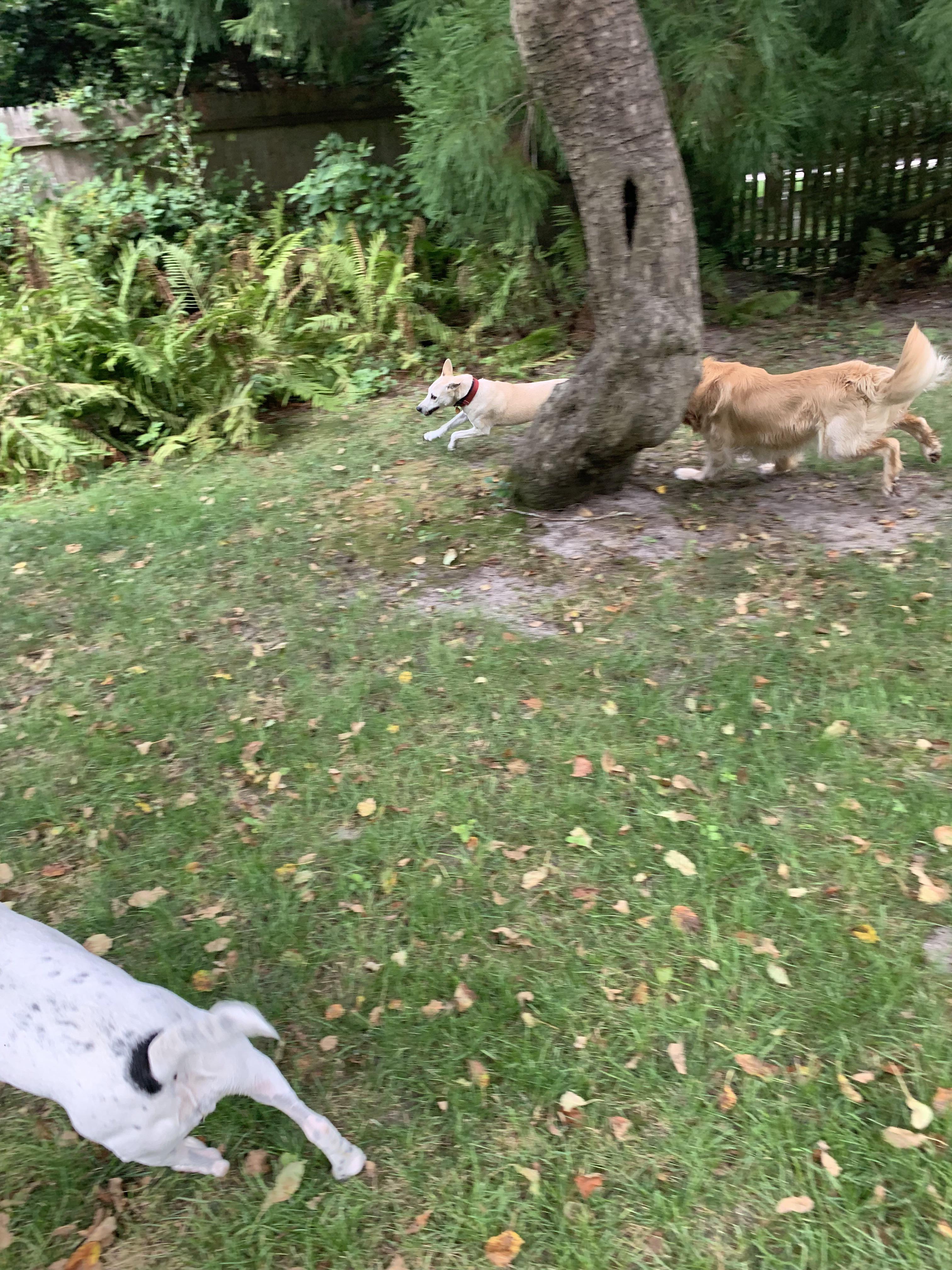 Threedog zoomies. r/Zoomies