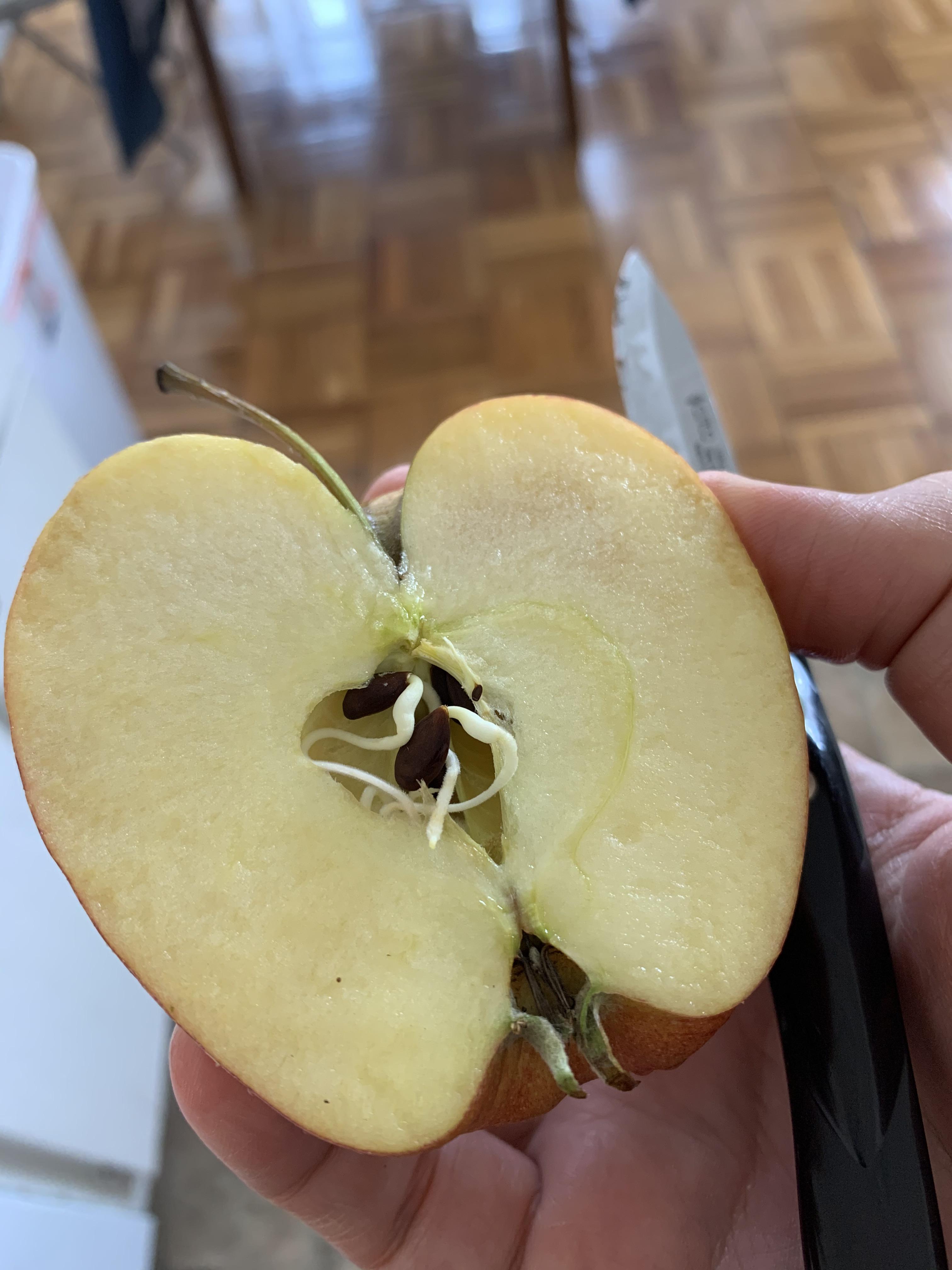 These apple seeds sprouted inside the apple. r/mildlyinteresting