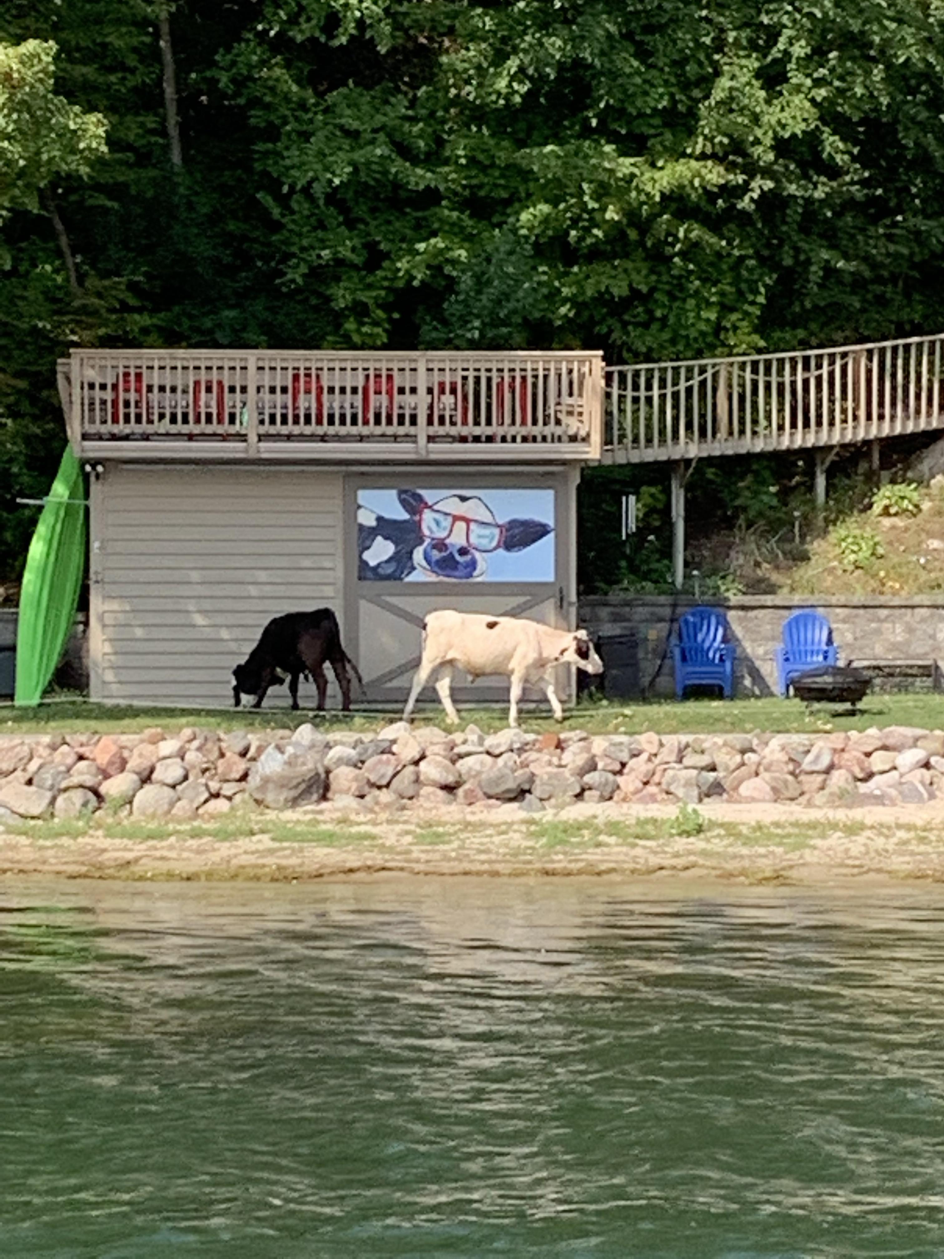 Cows at Cow Bay, Prior Lake r/minnesota