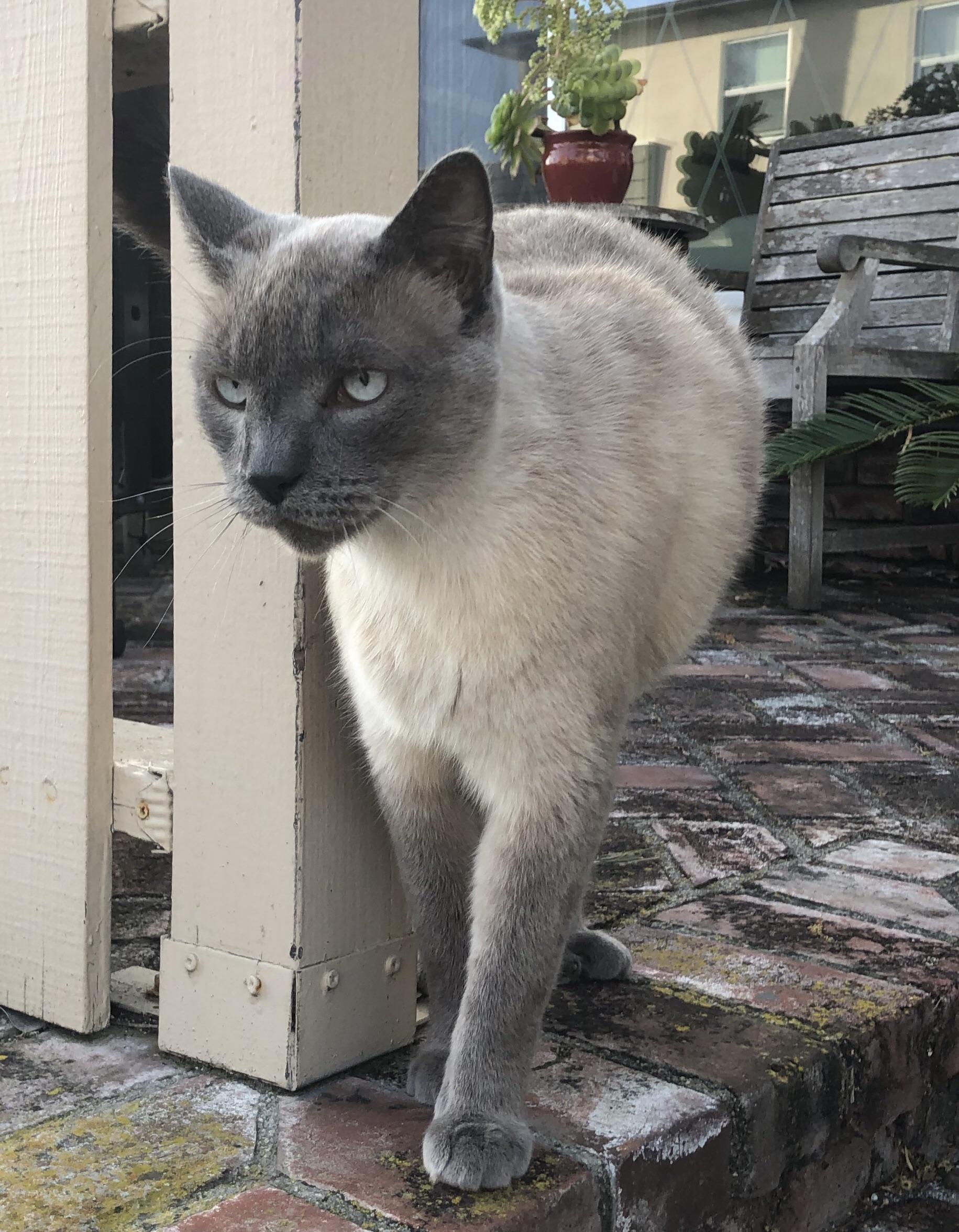 My glorious cat Chubbies! Half Maine Coon/Half Siamese r/aww