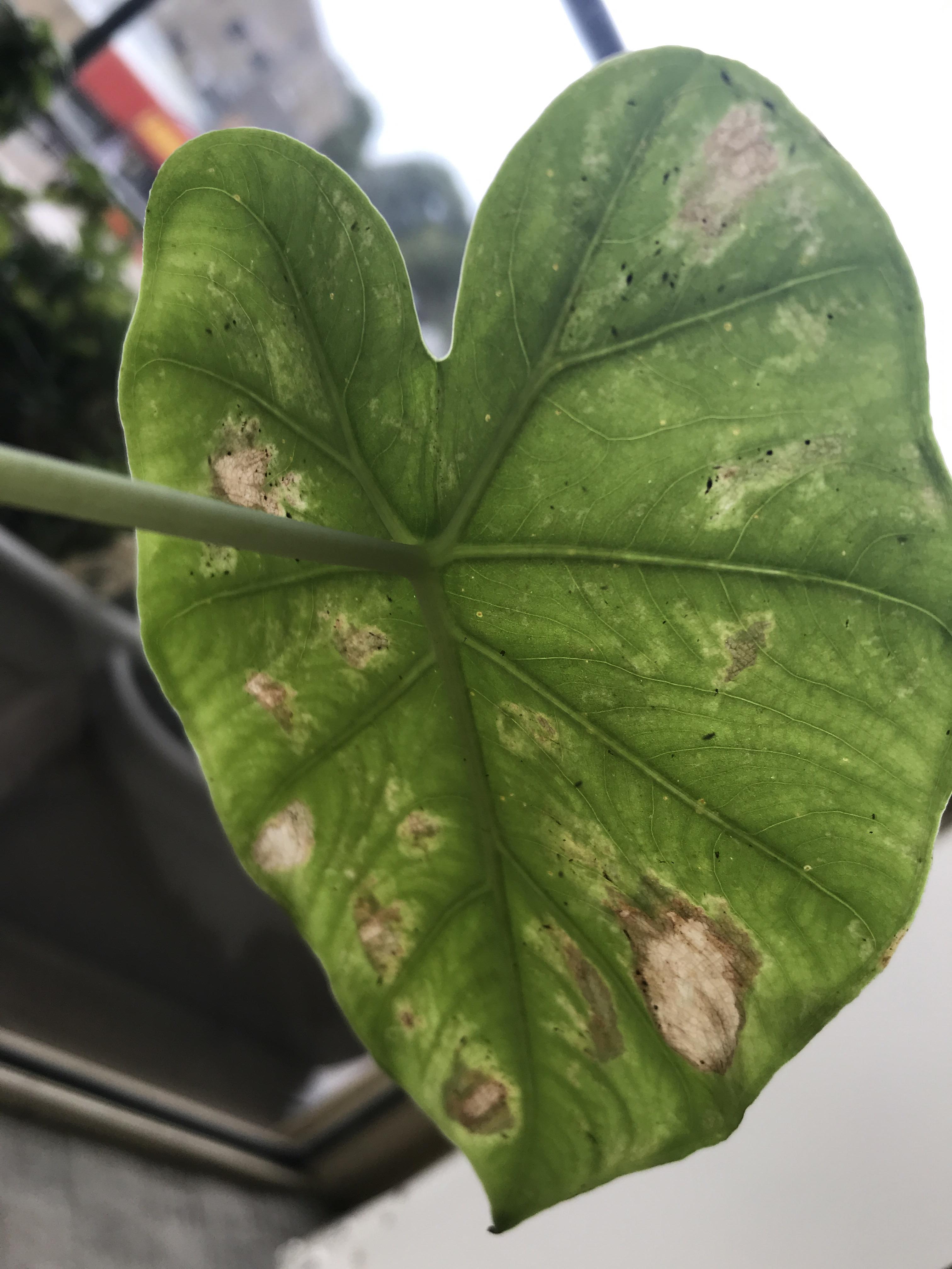 Any advice for tiny black bugs eating my indoor plants. I wipe them