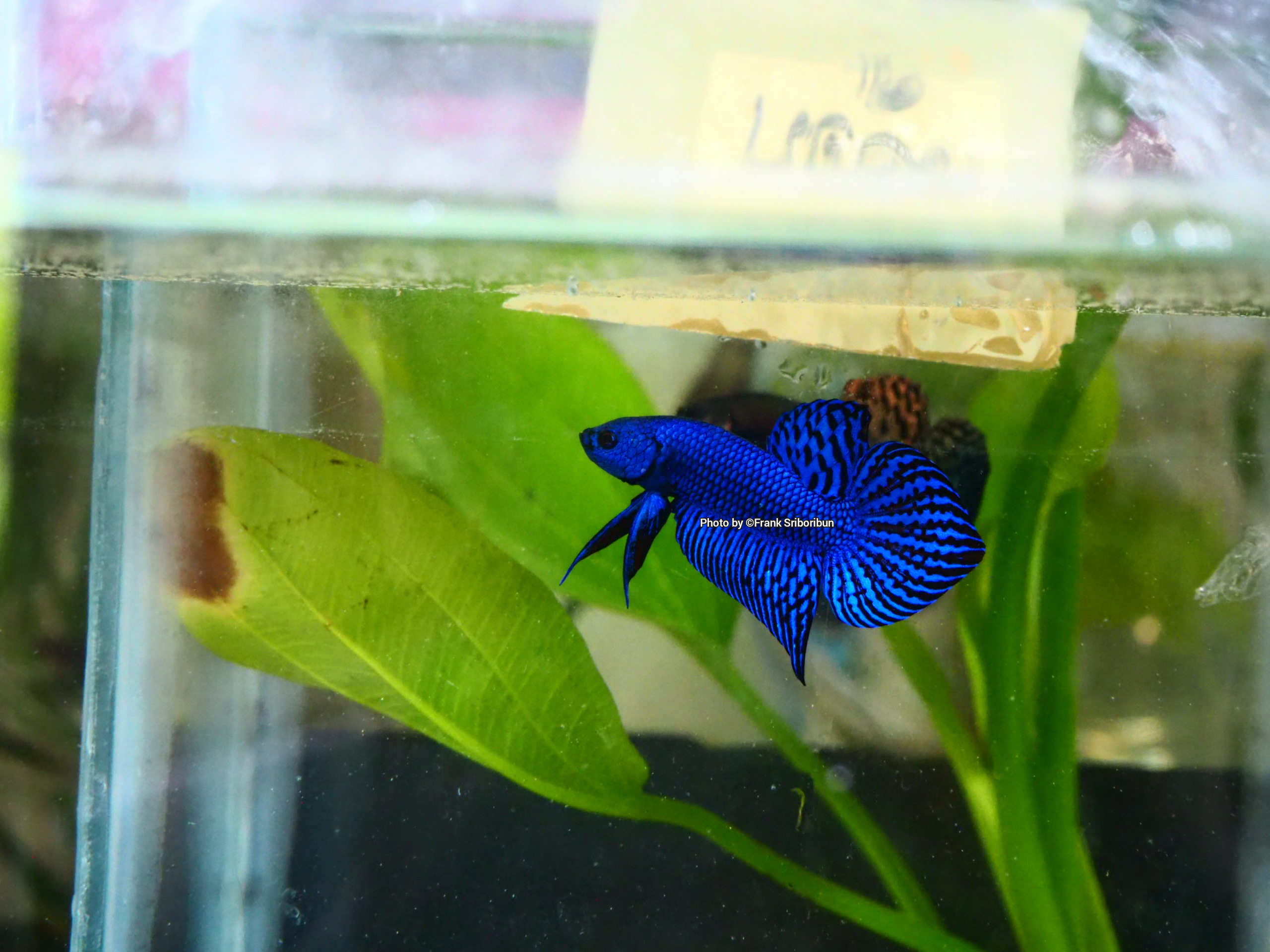 What food do you guys use for your bettas? A lot of people have asked