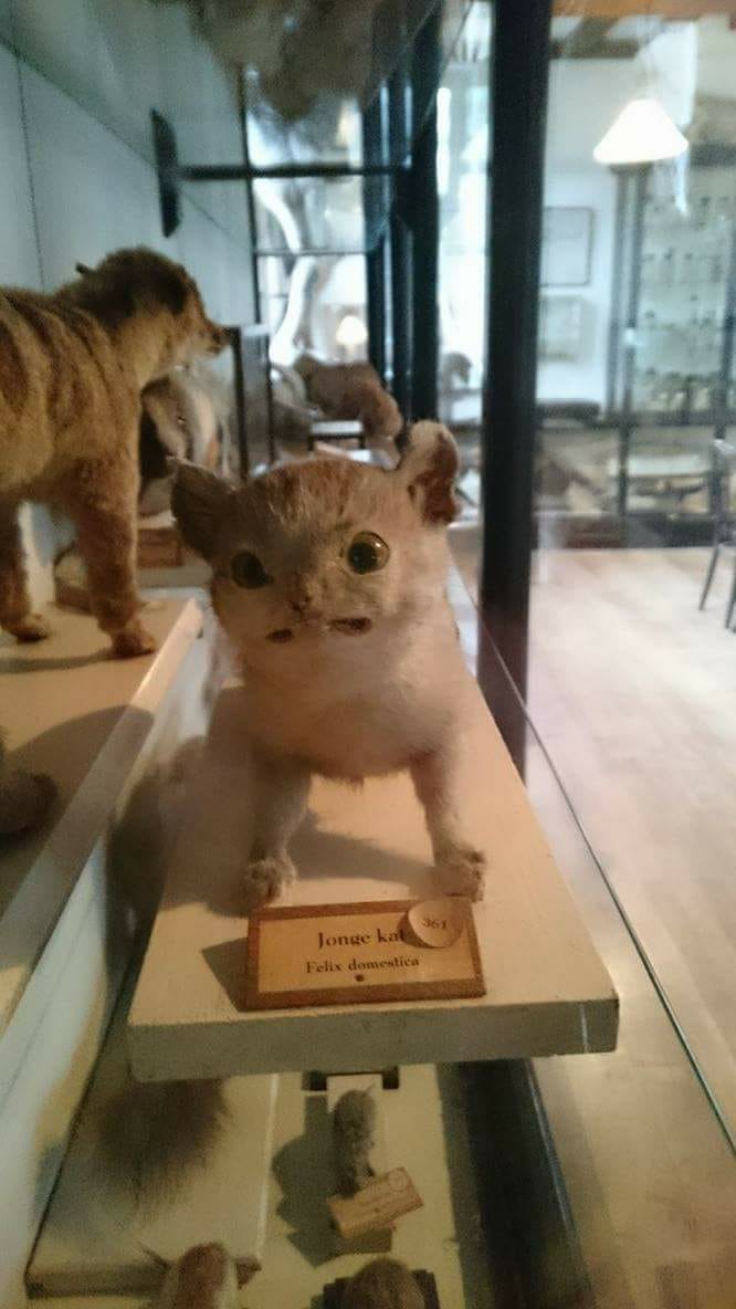 Found this stunning "cat" in a museum. Thought you might enjoy the