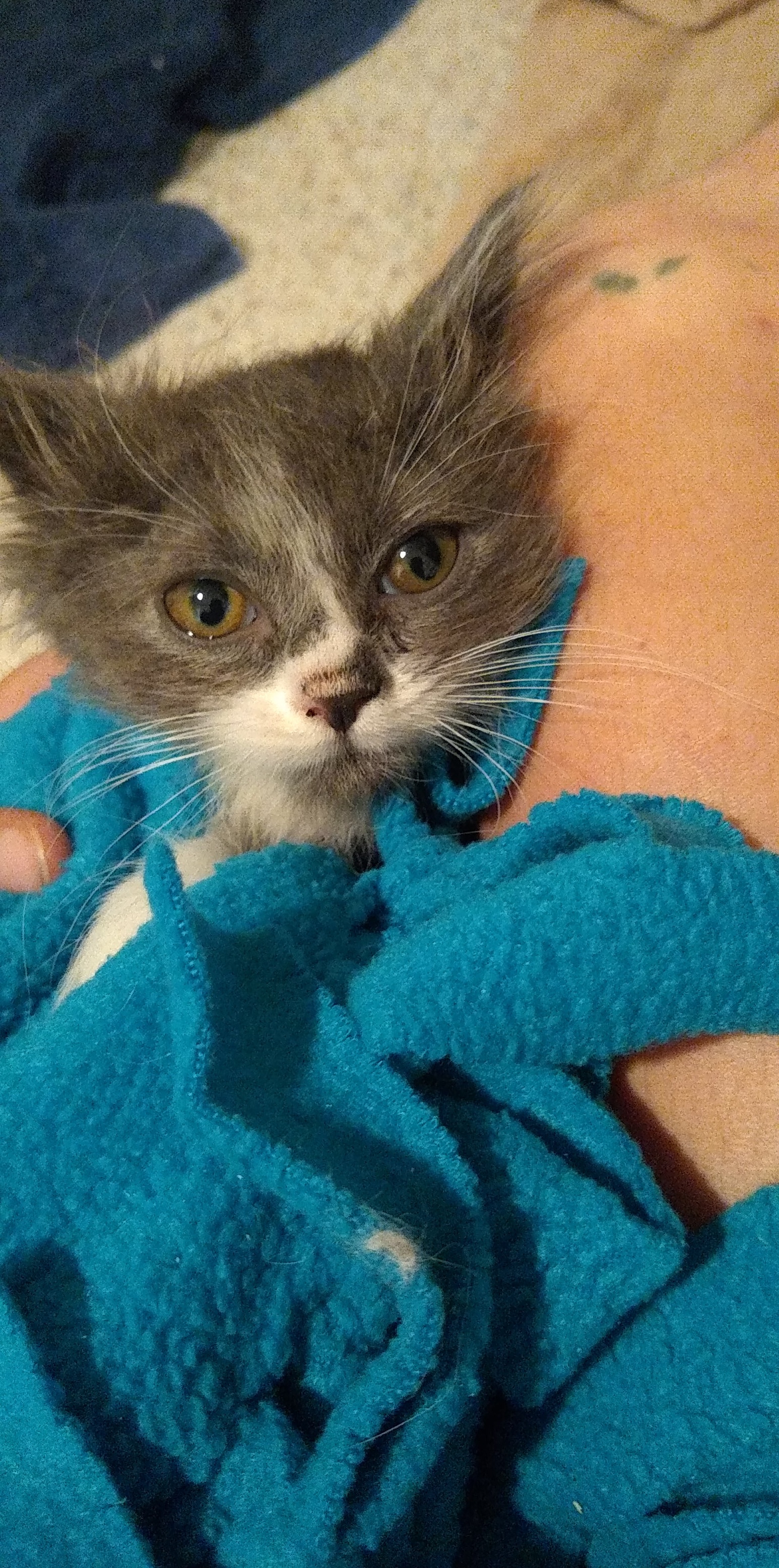 Velocity is 7 weeks old and has Pectus Excavatum (aka. funnel chest