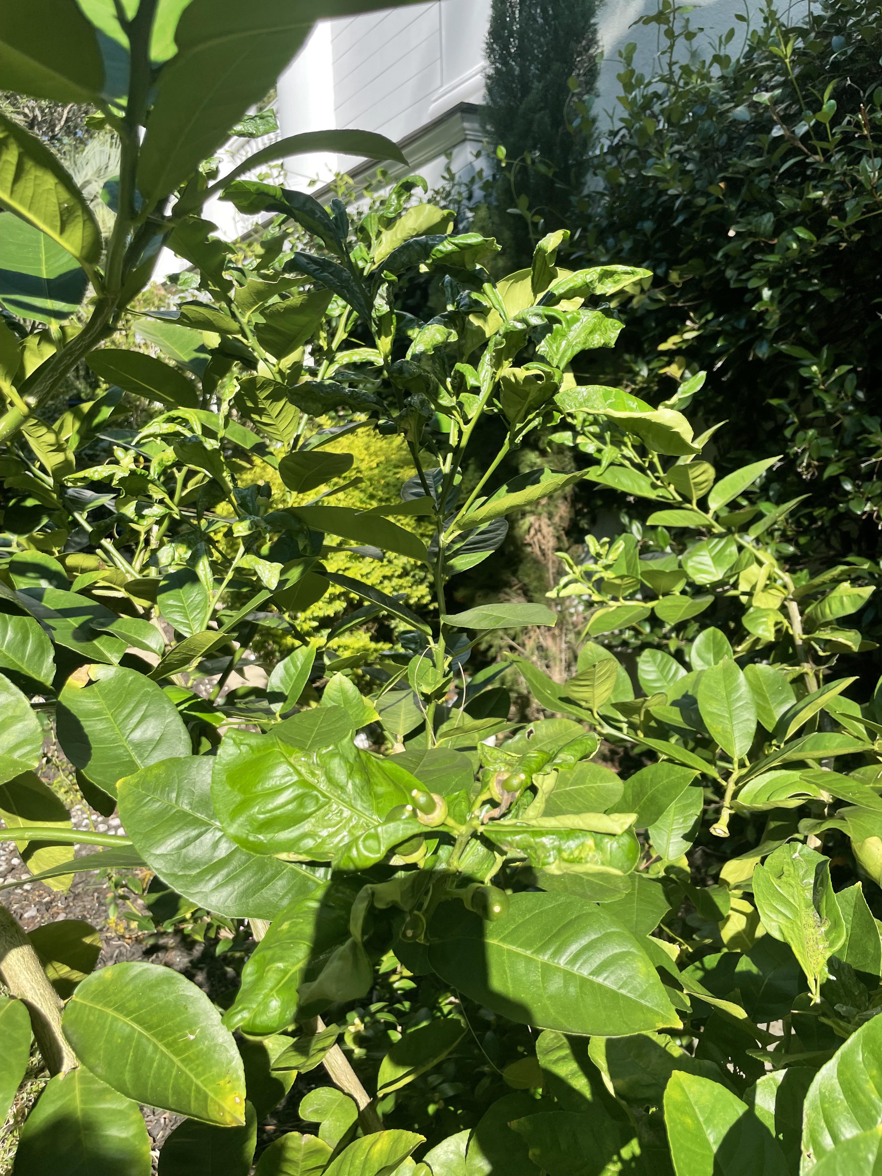 What is happening to the leaves on my lime tree? r/garden