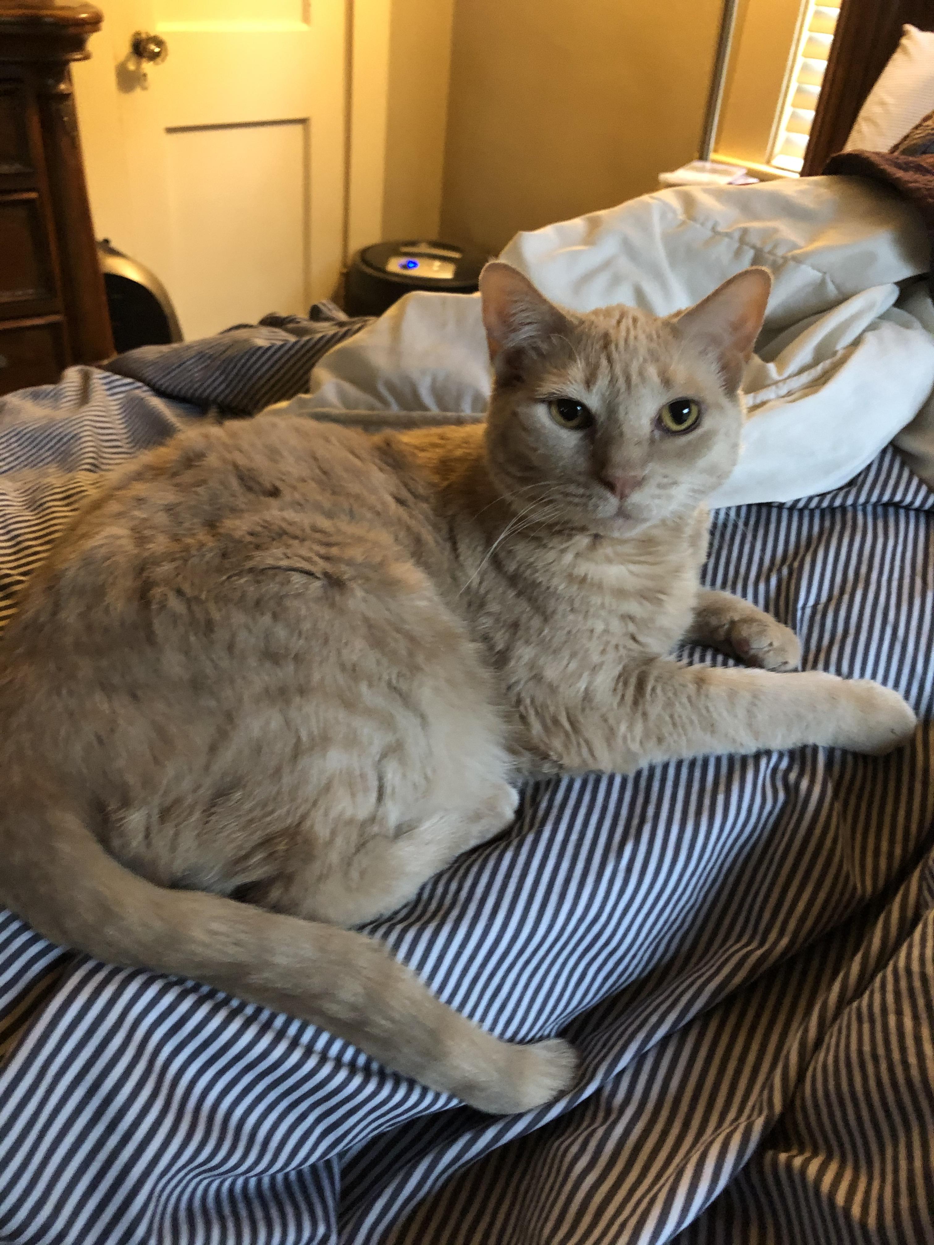 Our handsome buff tabby r/cats