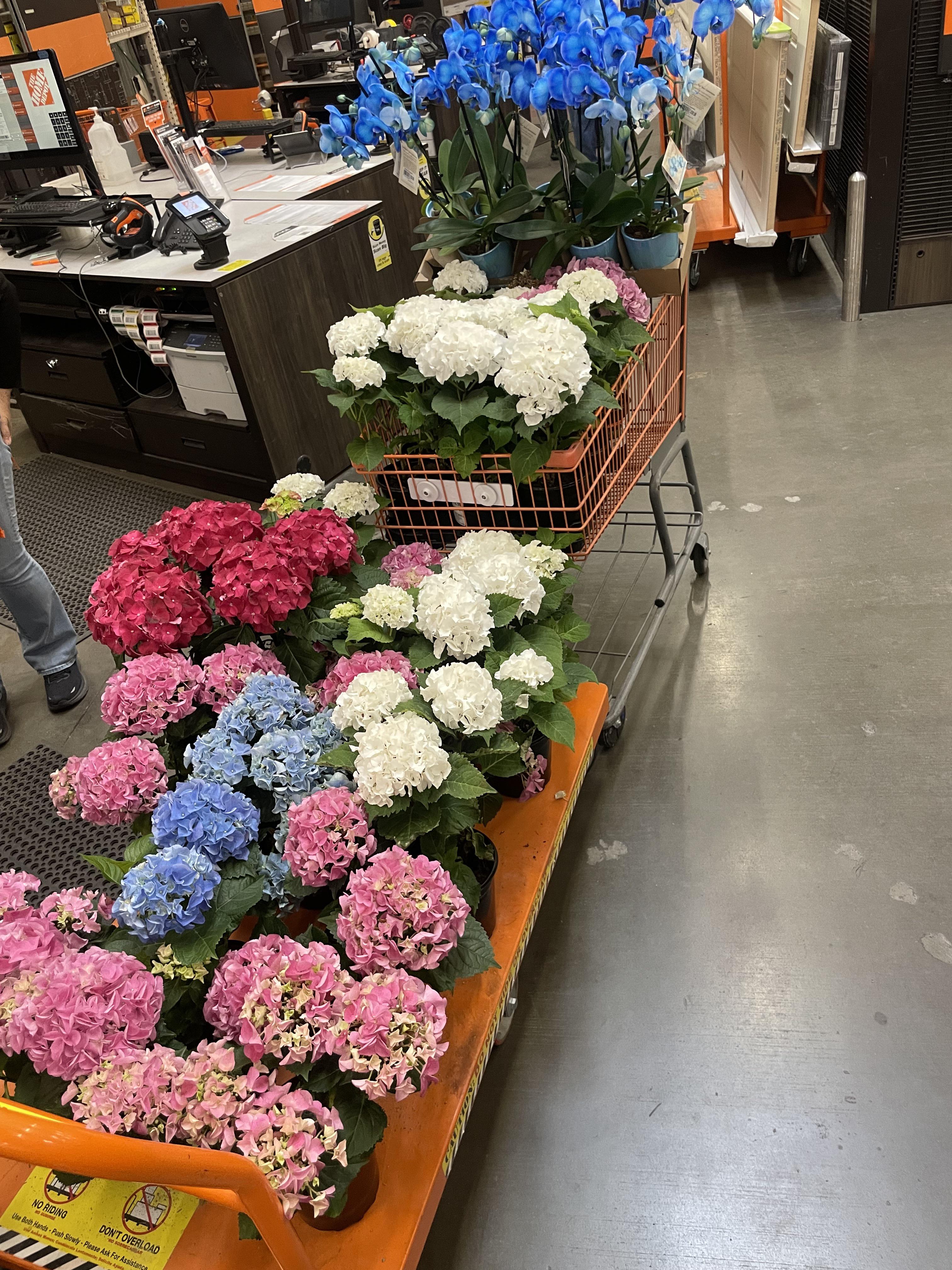 Nun returns 800 in flowers everyday. We have a nun who buys flowers