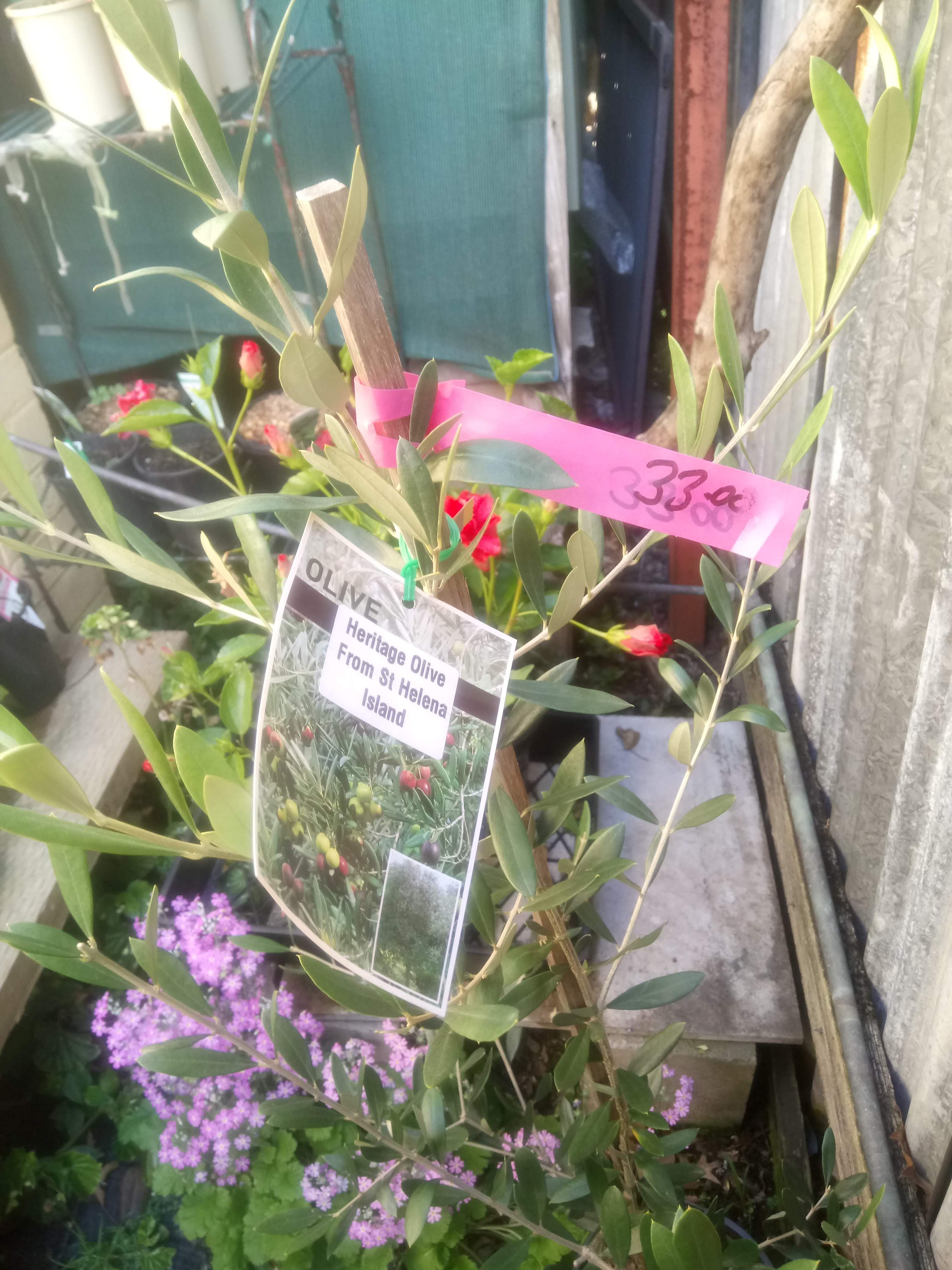 Olives from St Helena Island r/gardening