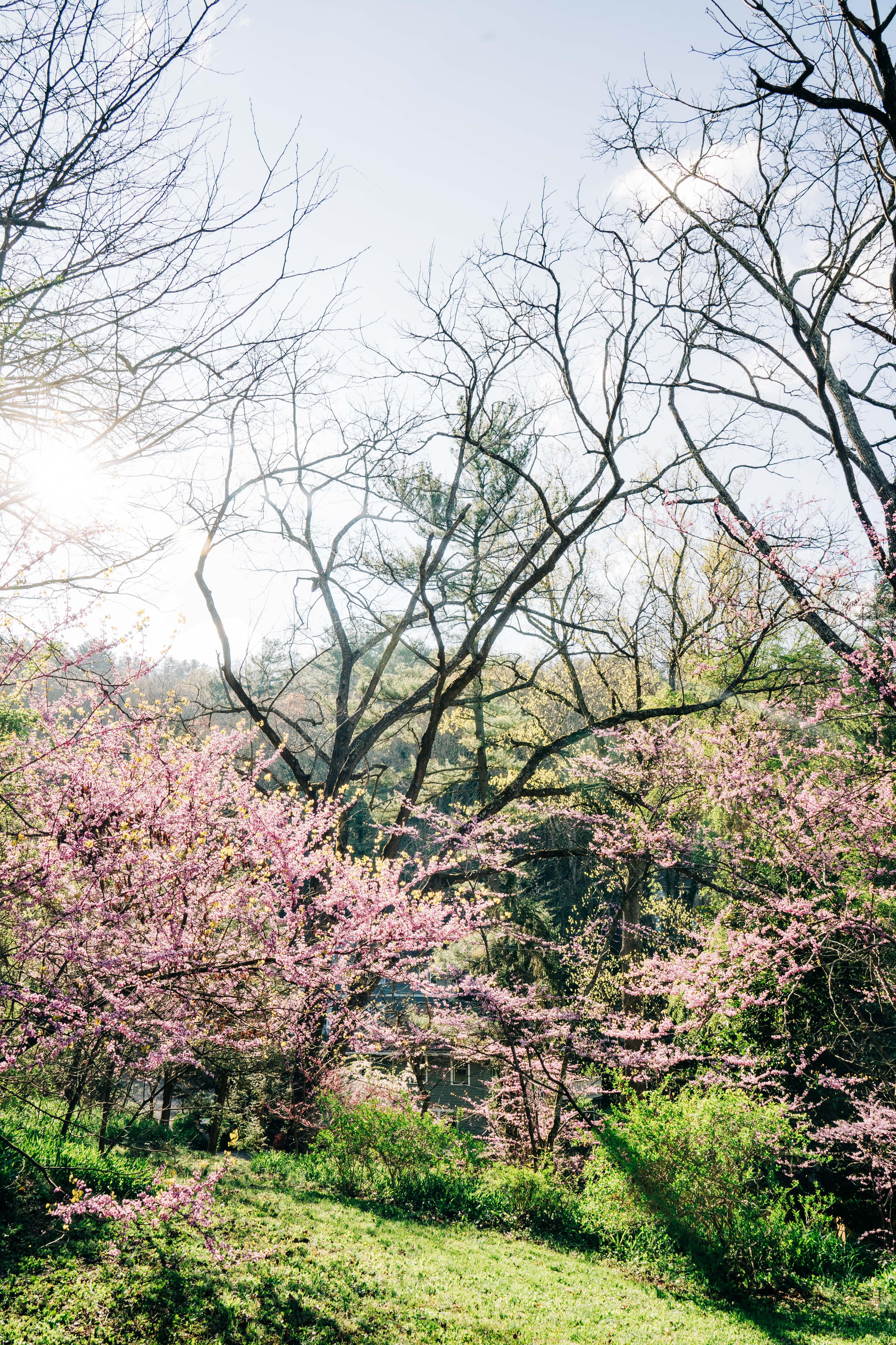Spring in Asheville, NC r/asheville