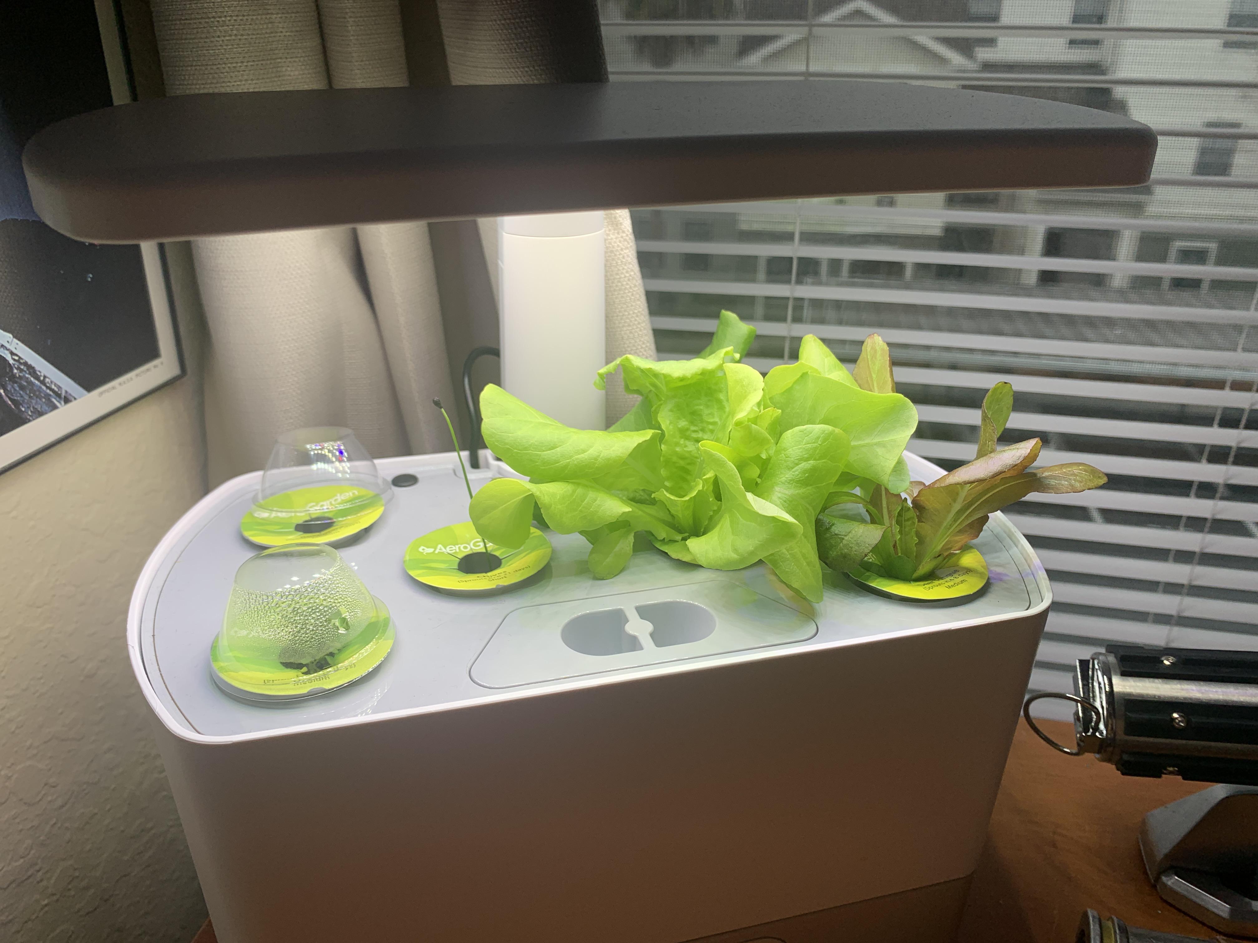 2 weeks since starting my aerogarden and the black seeded simpson is