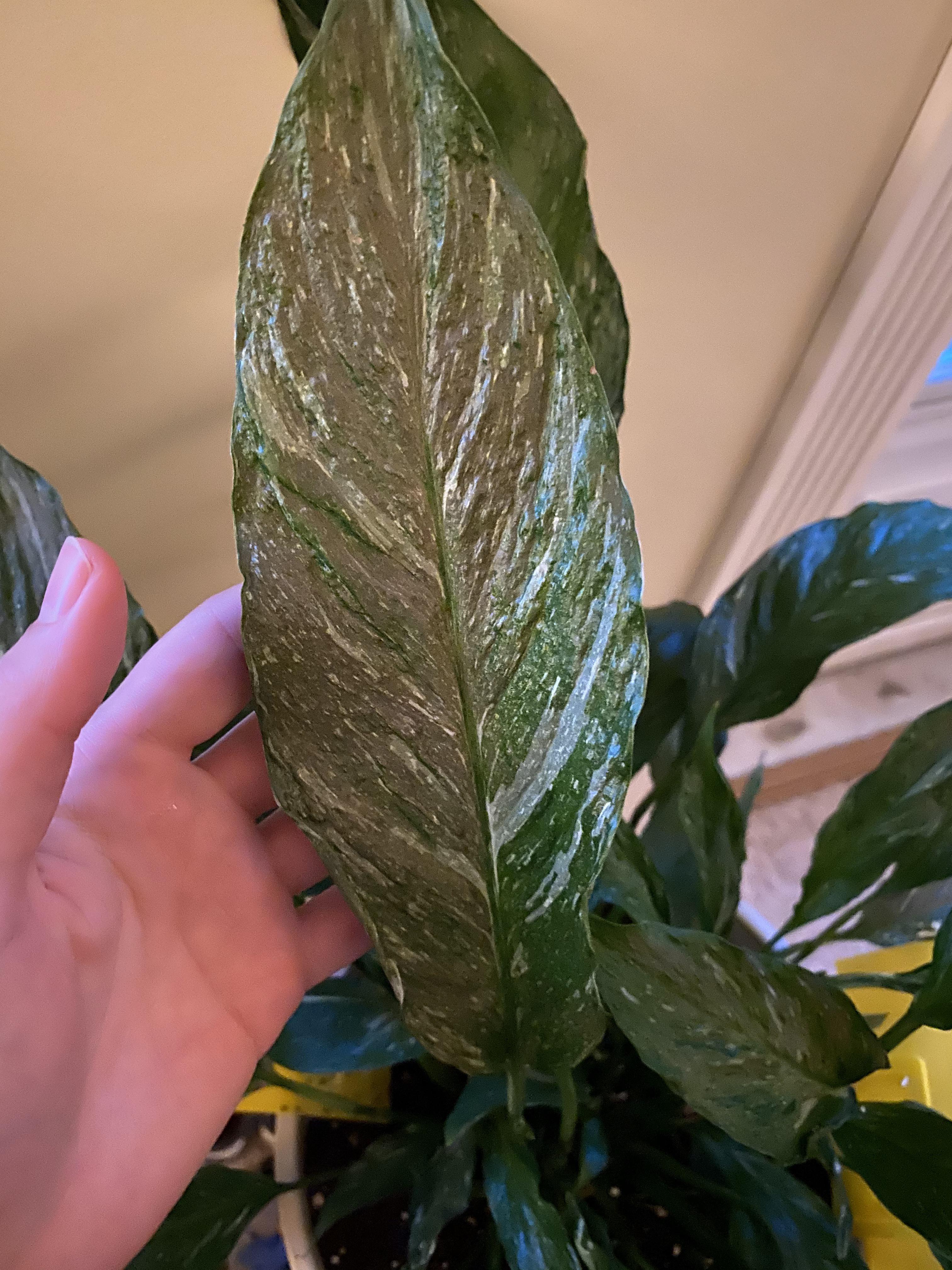 Peace Lily leaves turning brown r/plantclinic