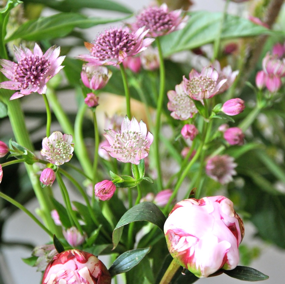 Bloom baby bloom 🌸 r/flowers