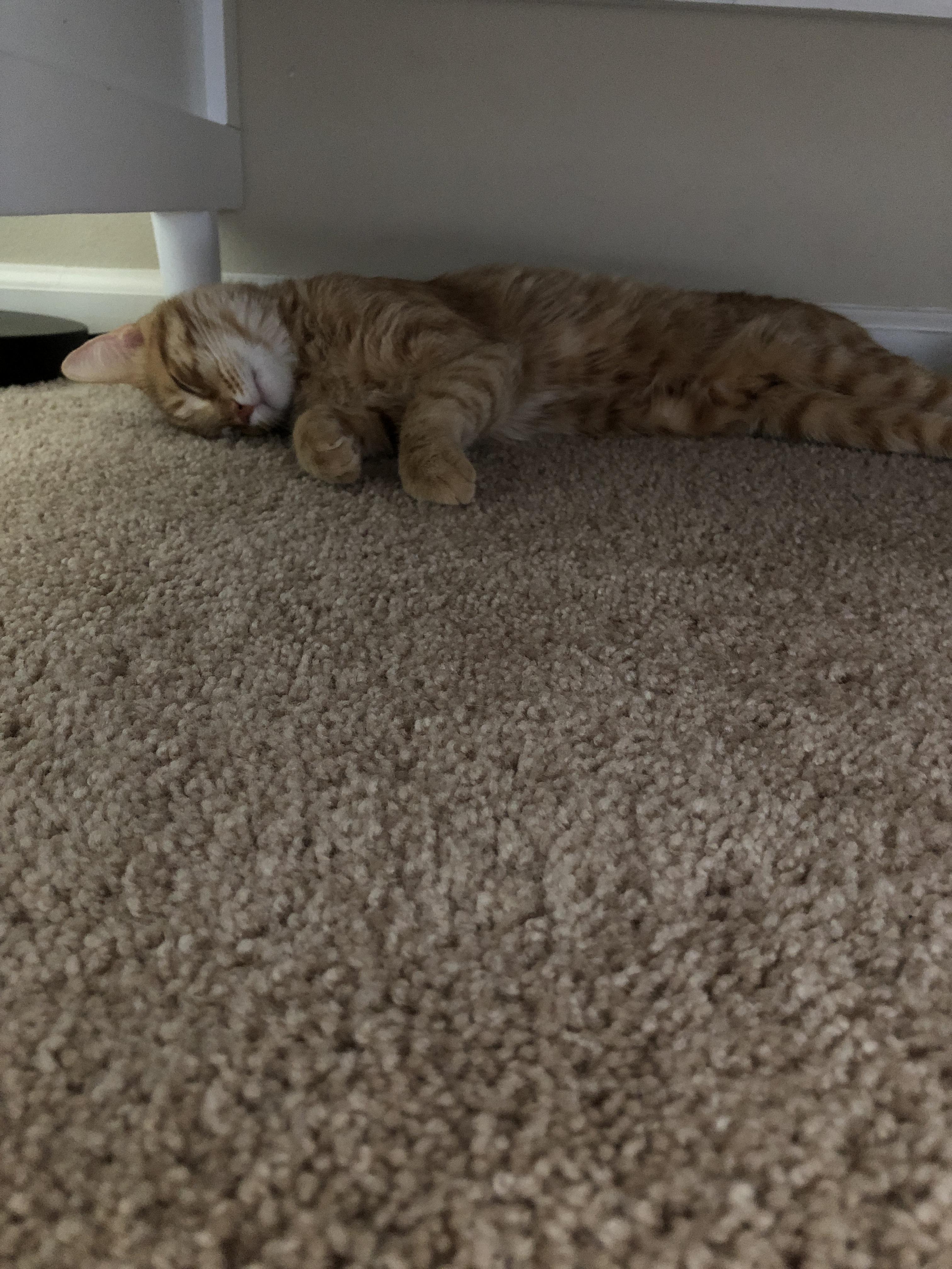 Sleeps in the morning, catches lizards at night r/aww