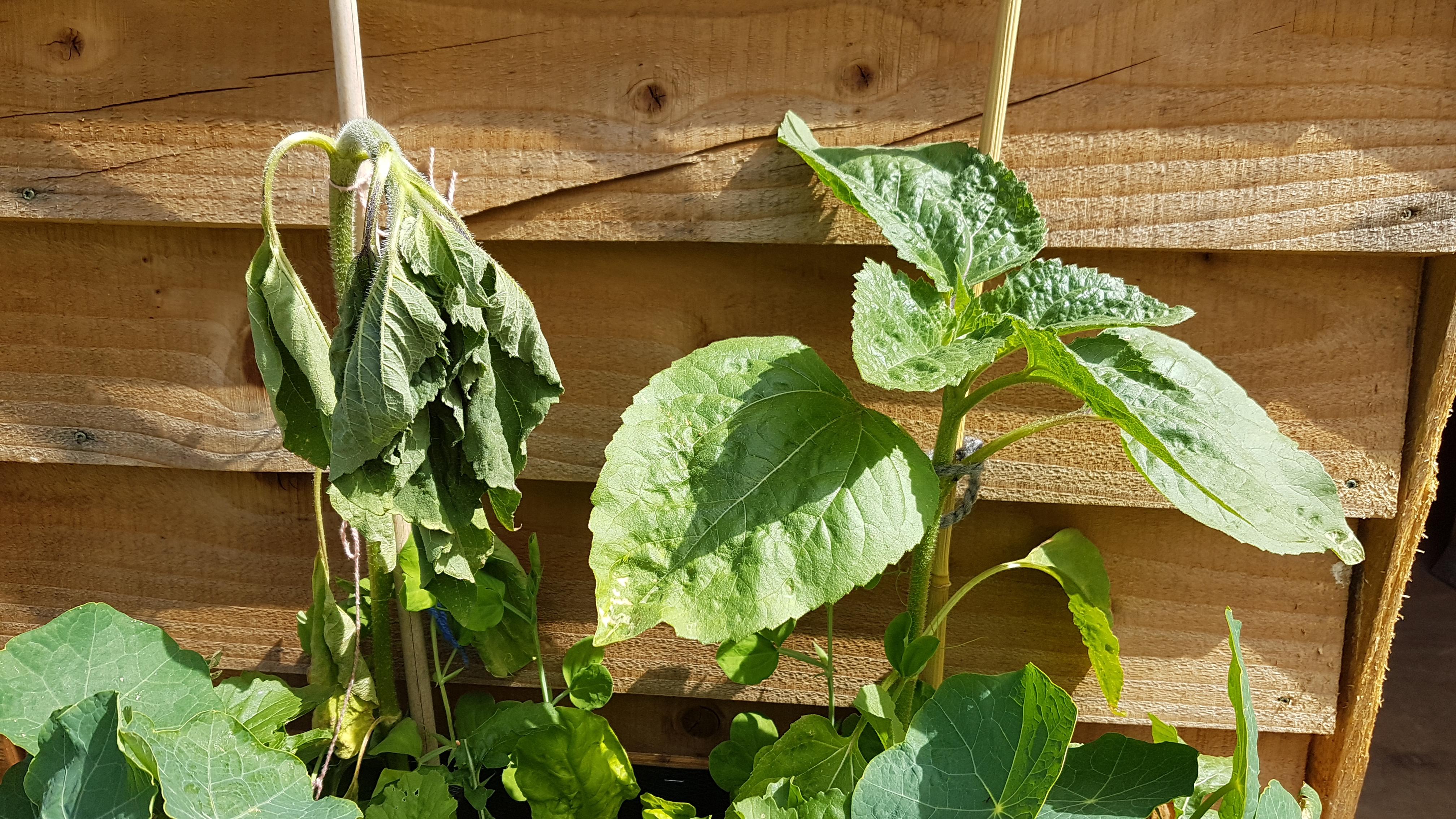 Why is one of my sunflowers dying? r/plantclinic