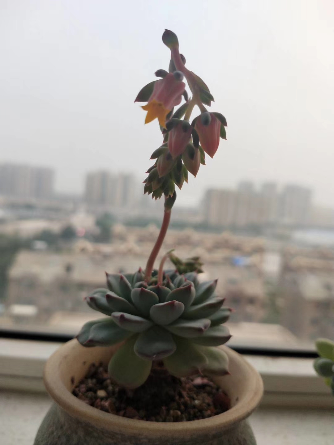 My sis's best flower ever r/pics