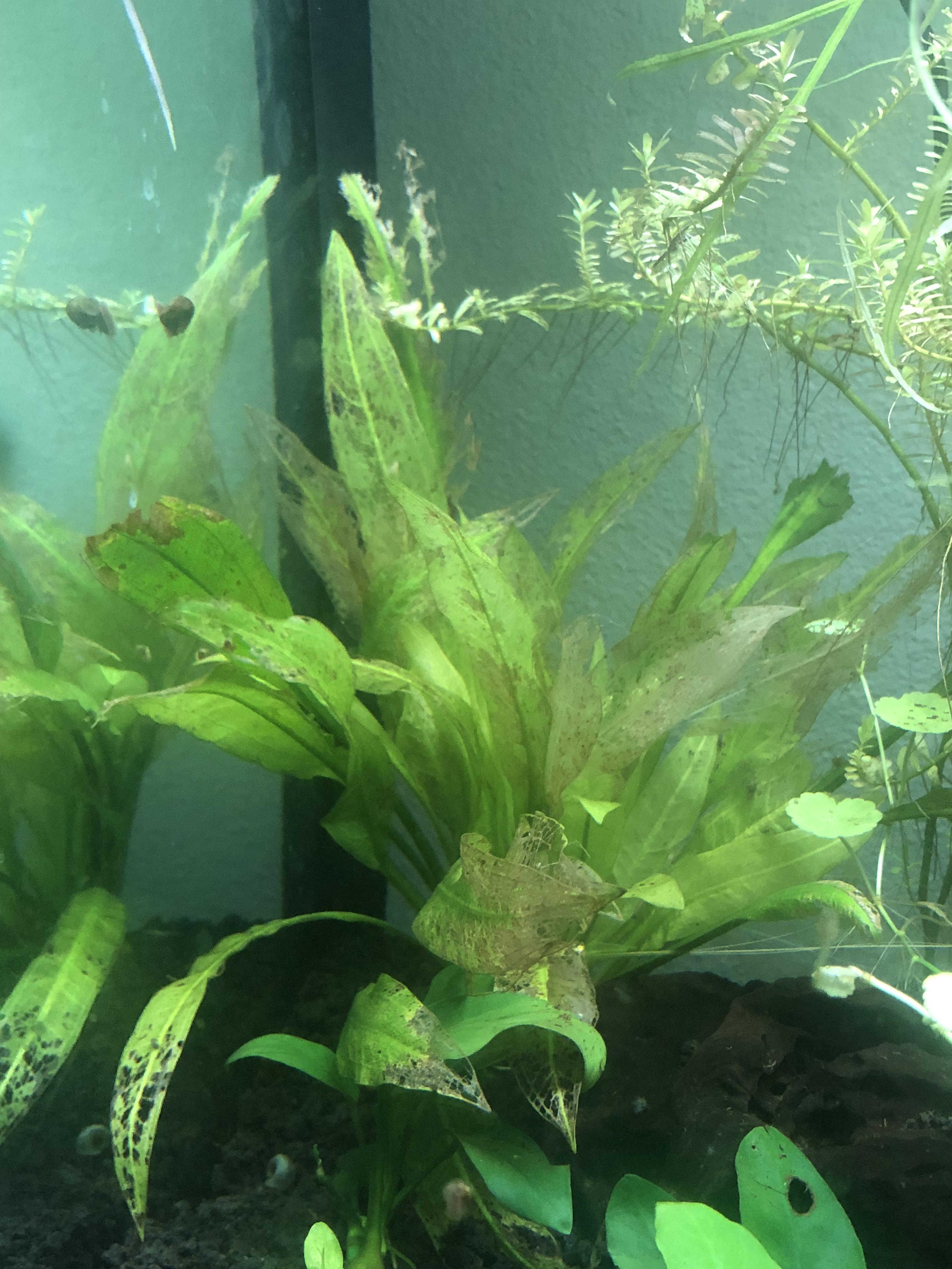Why is this plant dying and how can I fix it? r/Aquariums