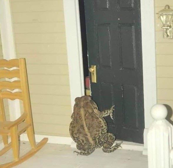 cursed frogs
