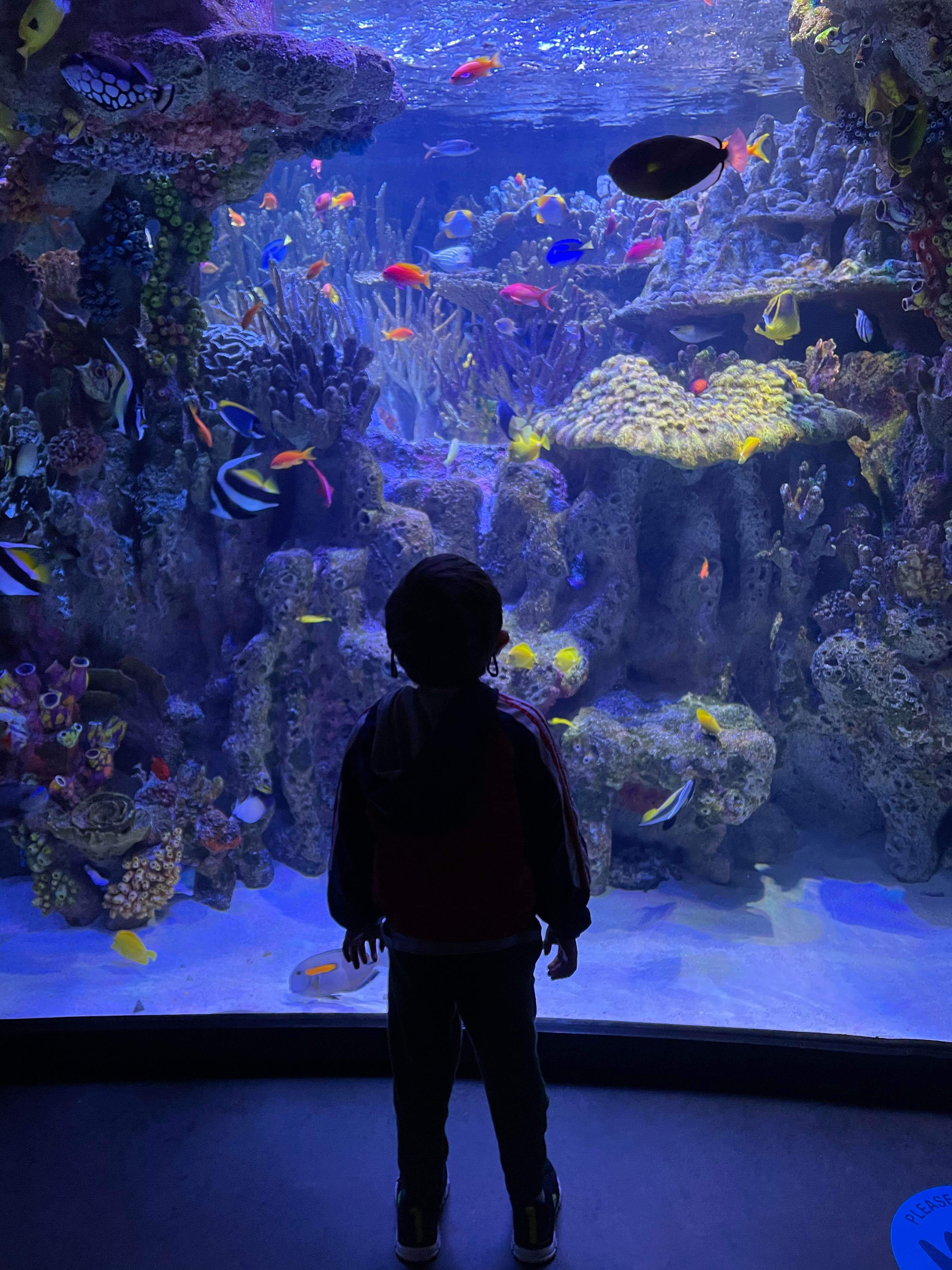 New England Aquarium. His new favorite place. r/boston