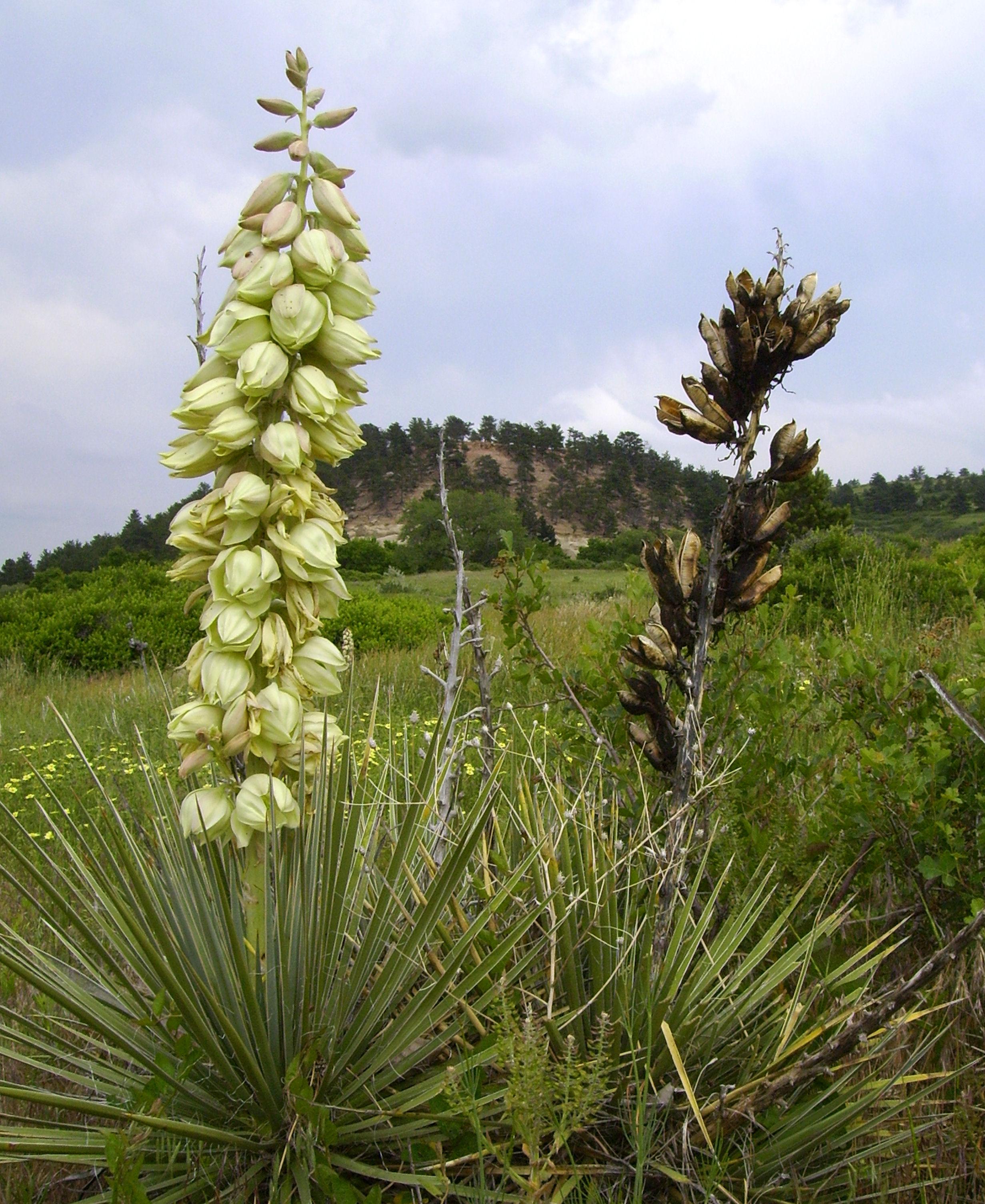 Yucca Plants at Marshal Mesa Trail Head in Boulder, CO, USA [OC