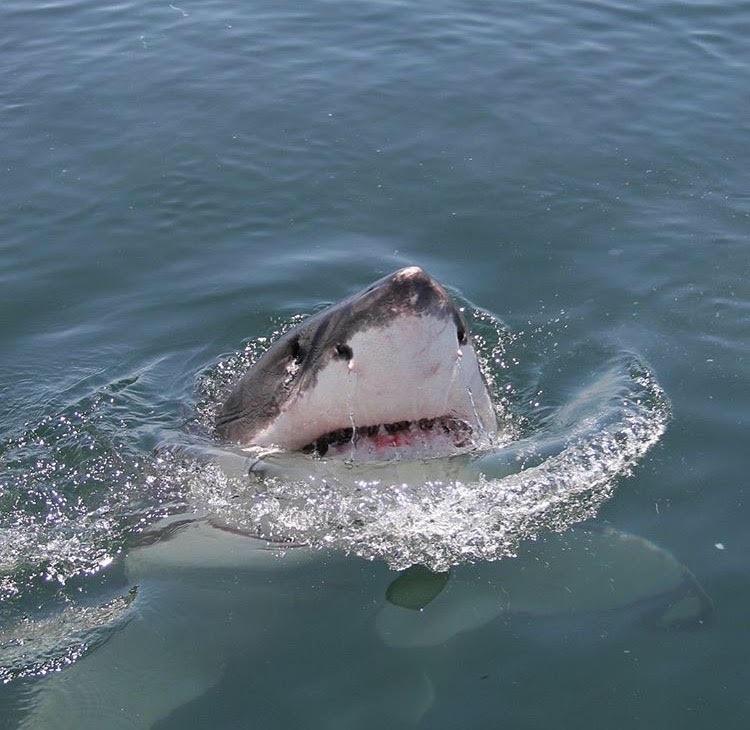 Cutest shark I’ve ever seen r/aww
