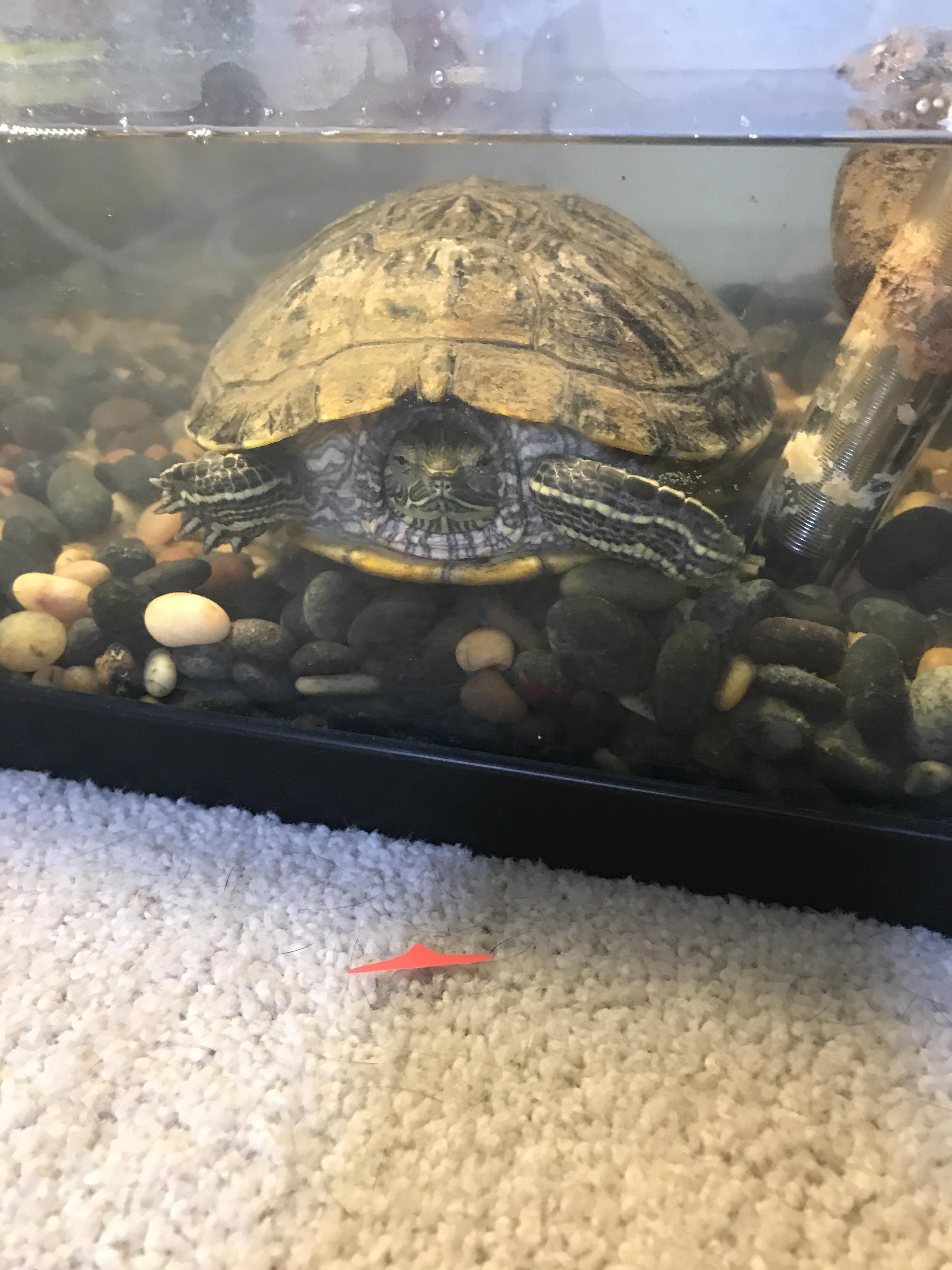 Adopted a somewhat neglected turtle. New turtle owner looking for