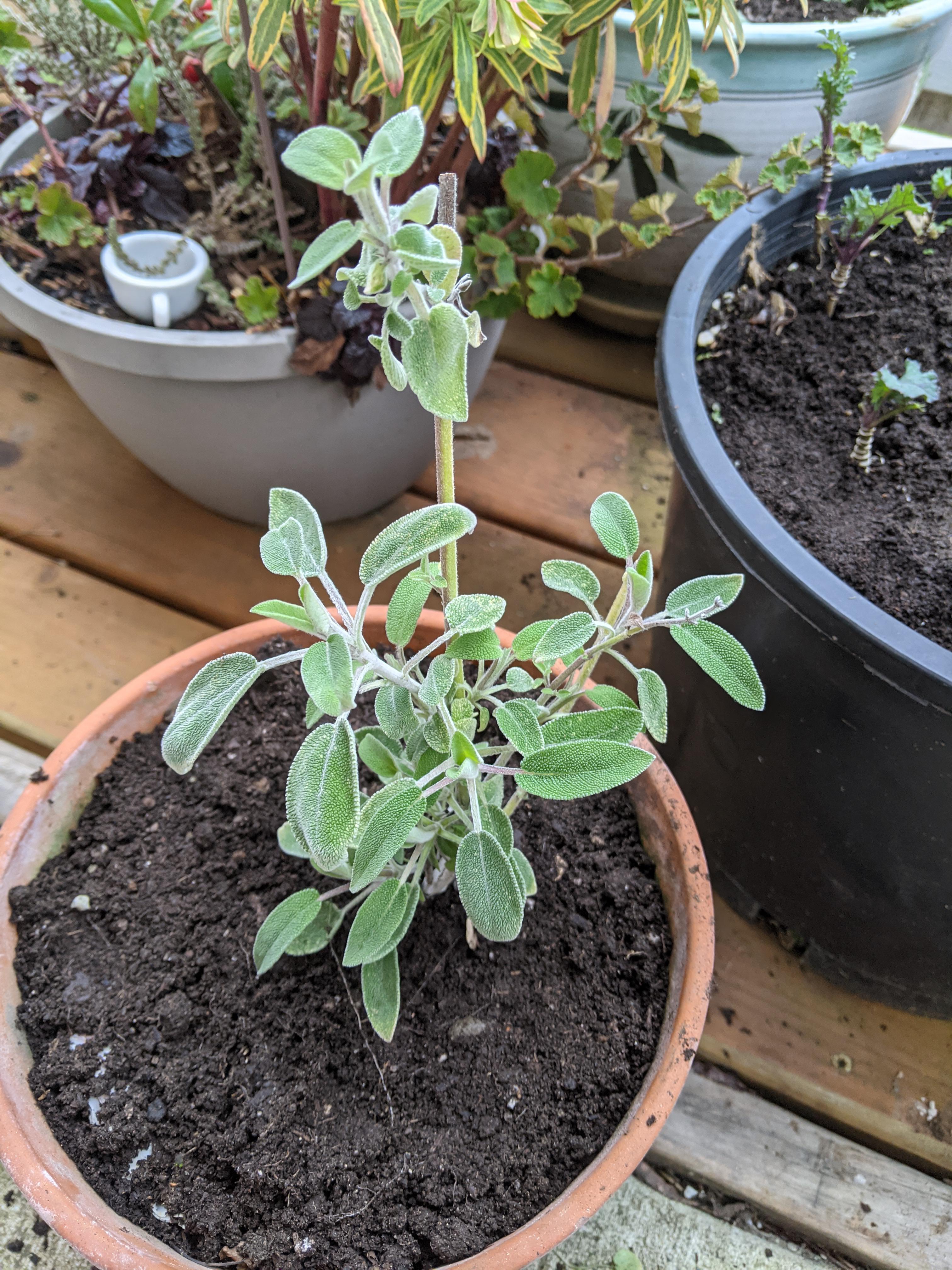 I experimentaly planted a small stem of sage from a grocery store herb
