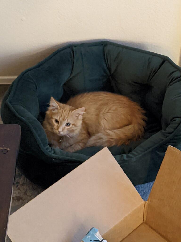 Reddit name my cat. r/cats