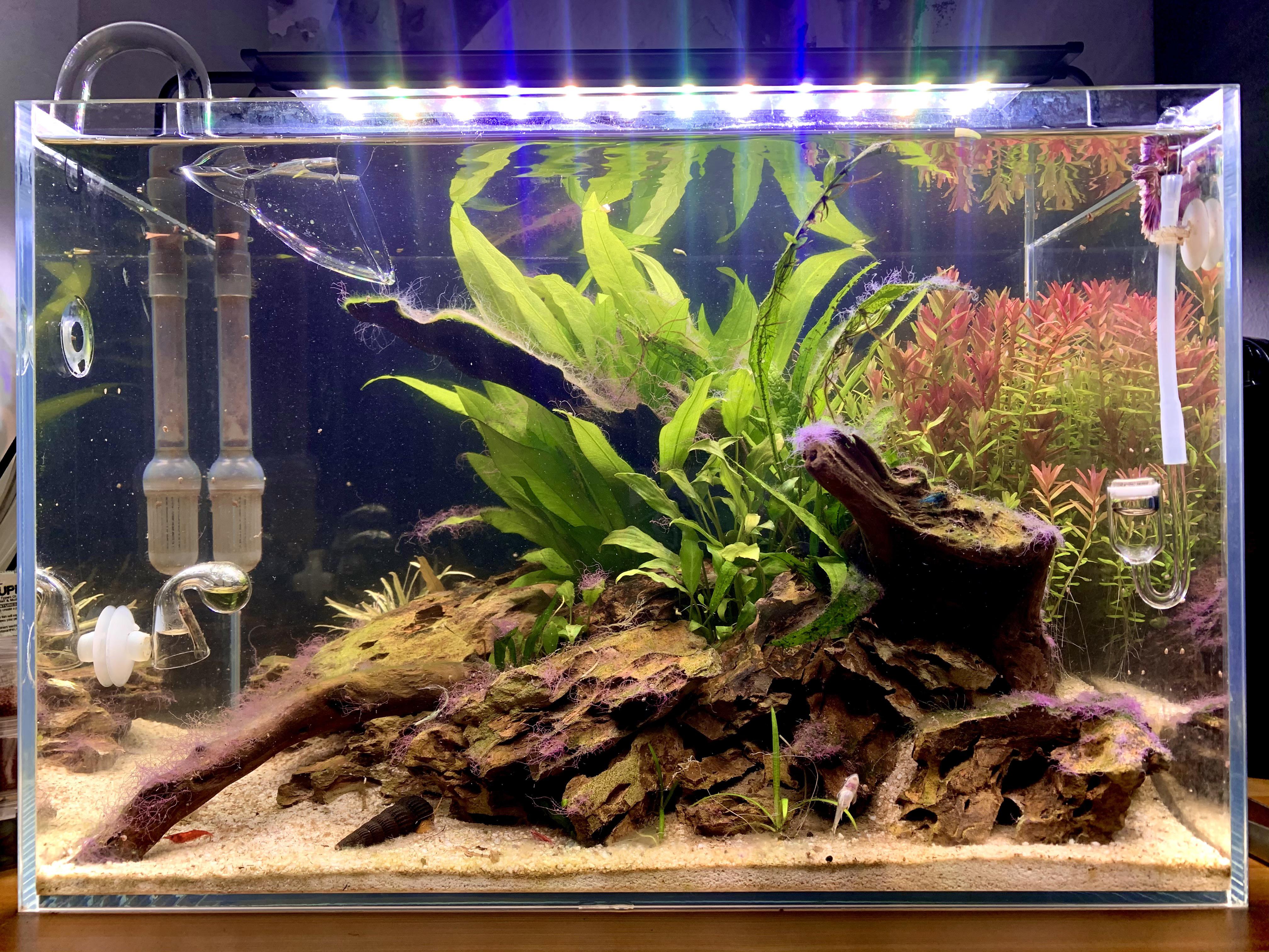 Possible tank mates for betta in this 10 gallon tank? r/Aquascape