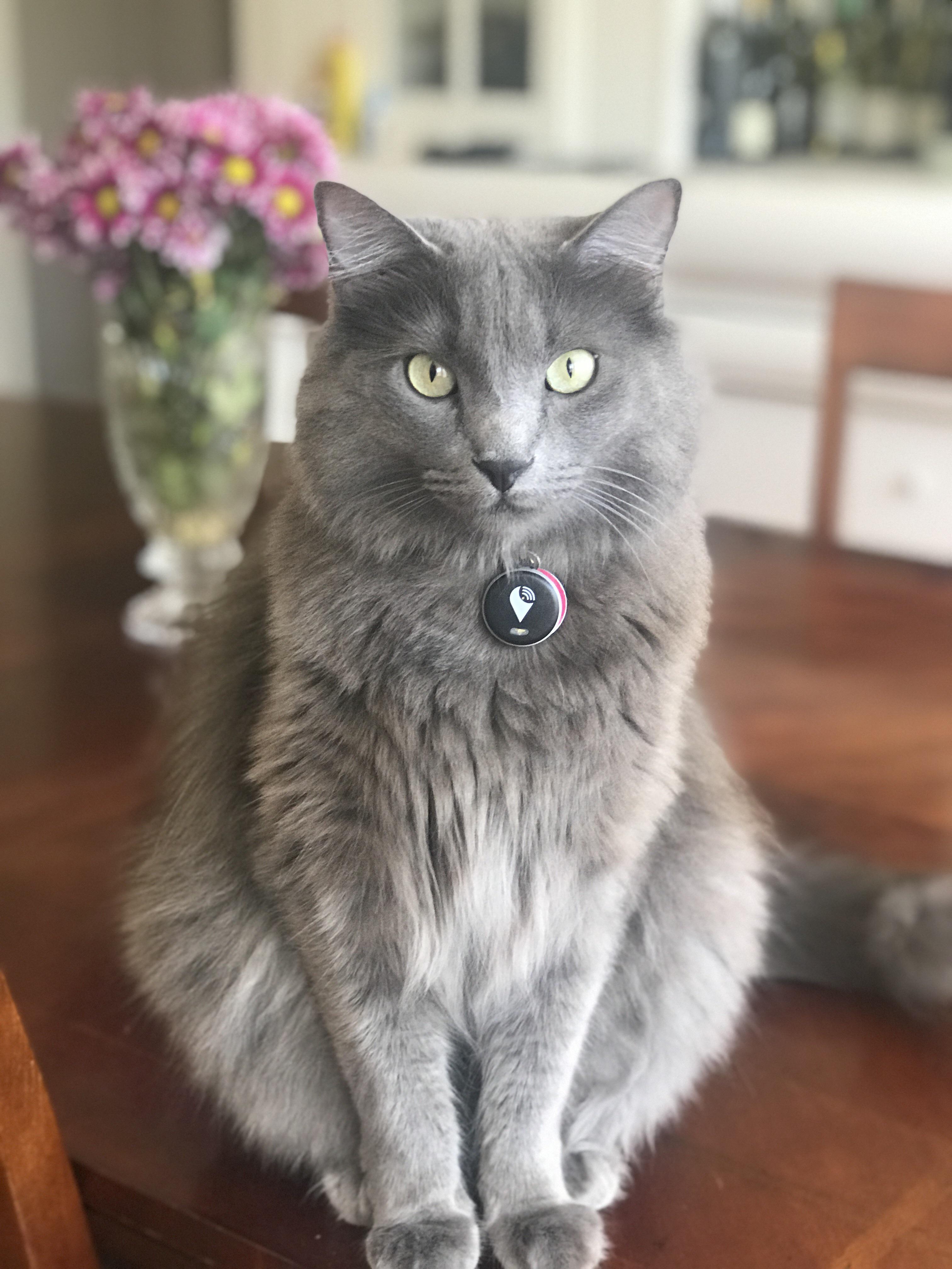 Biggie Smalls Serving It Up r/SupermodelCats