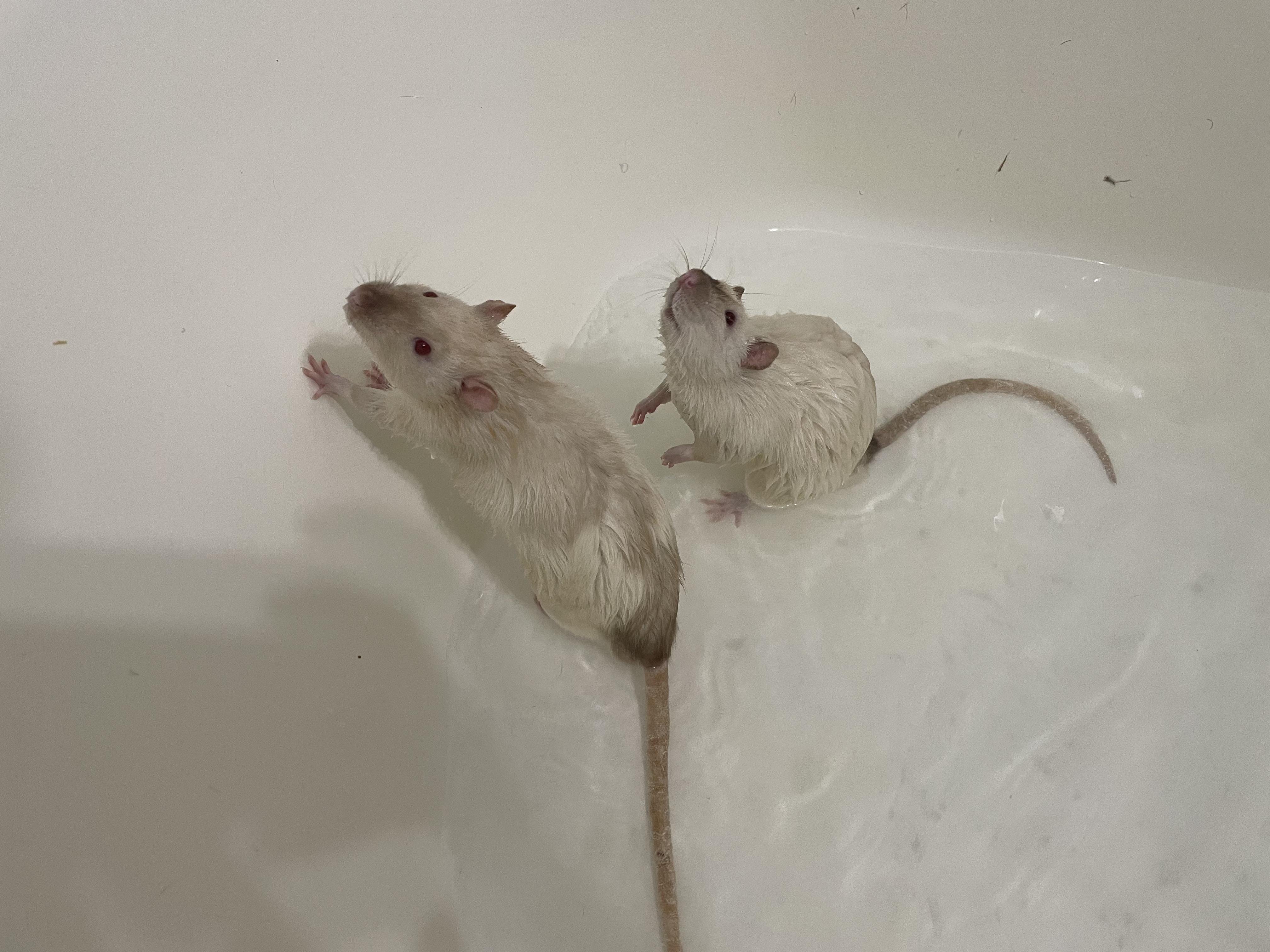 They weren’t thrilled about a bath day but got plenty of threats after