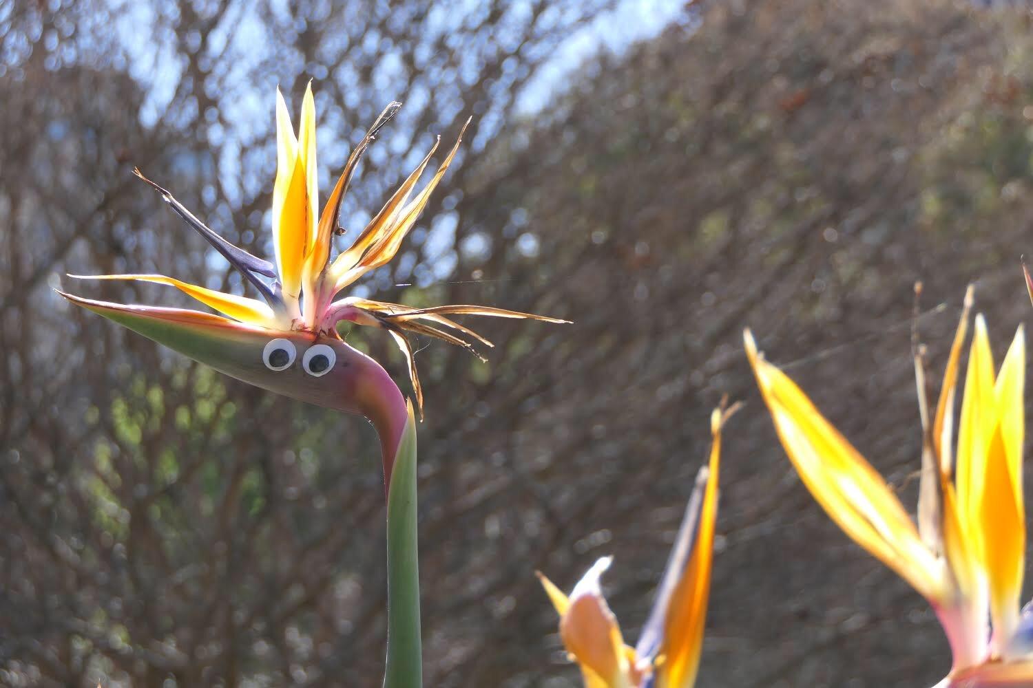 Someone put googly eyes on a birds of paradise flower (wasn’t me) r/pics