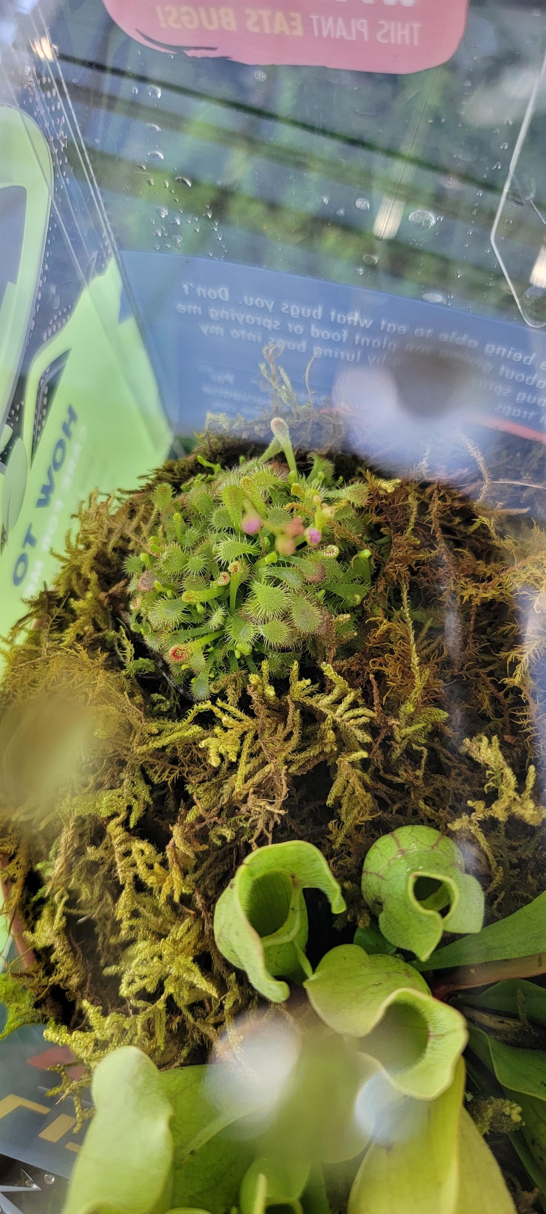 I did it... I finally found sundews in stores. My favorite carnivorous