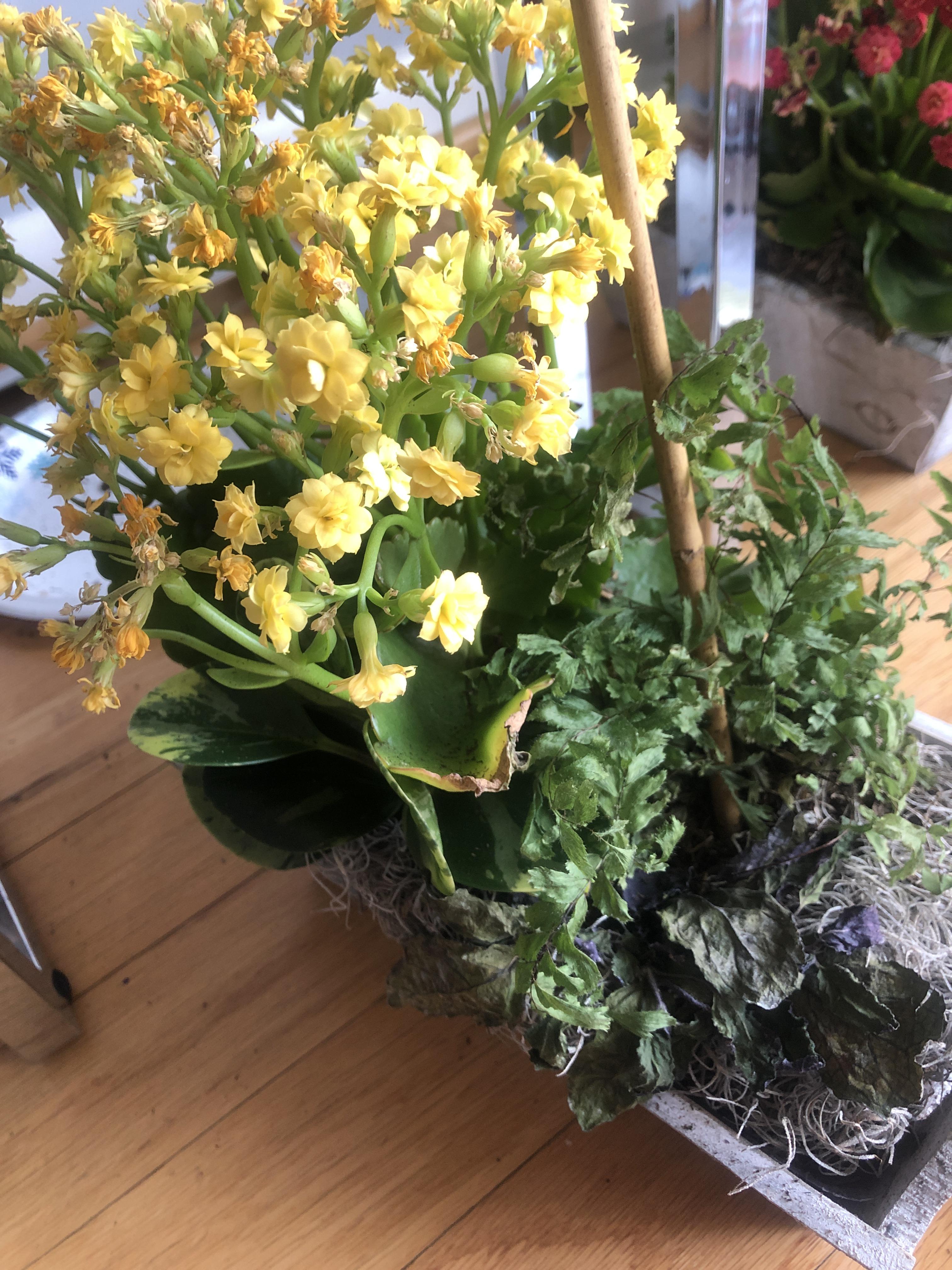 Kalanchoe blooms (and some foliage) are dying, how do I fix it