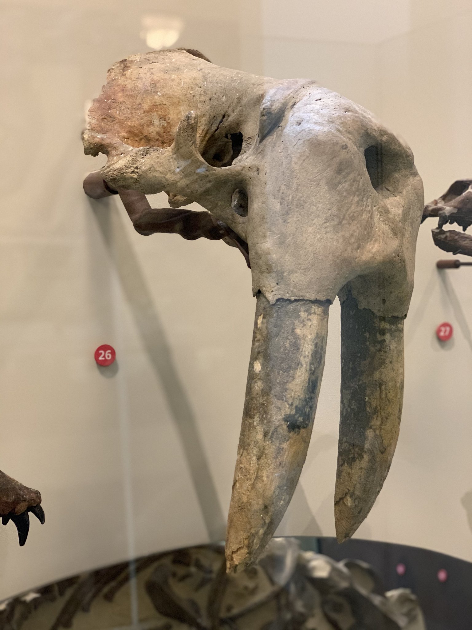 During the last Ice Age, walruses hauled up on the exposed North