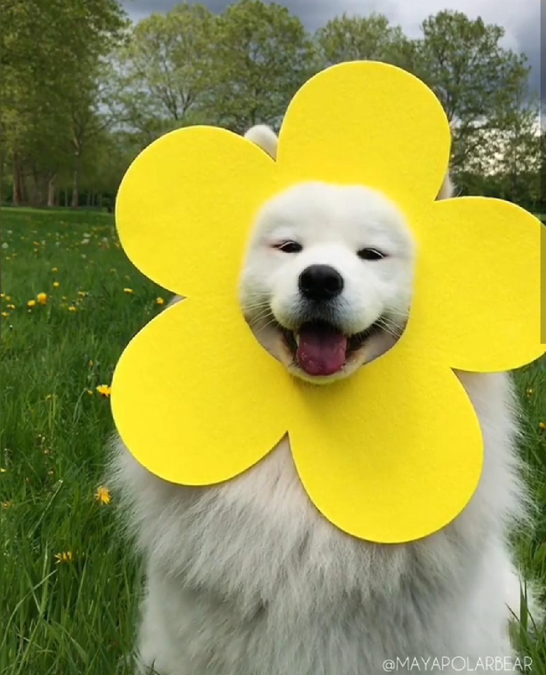Mayapolarbear is the cutest Samoyed ever doggos