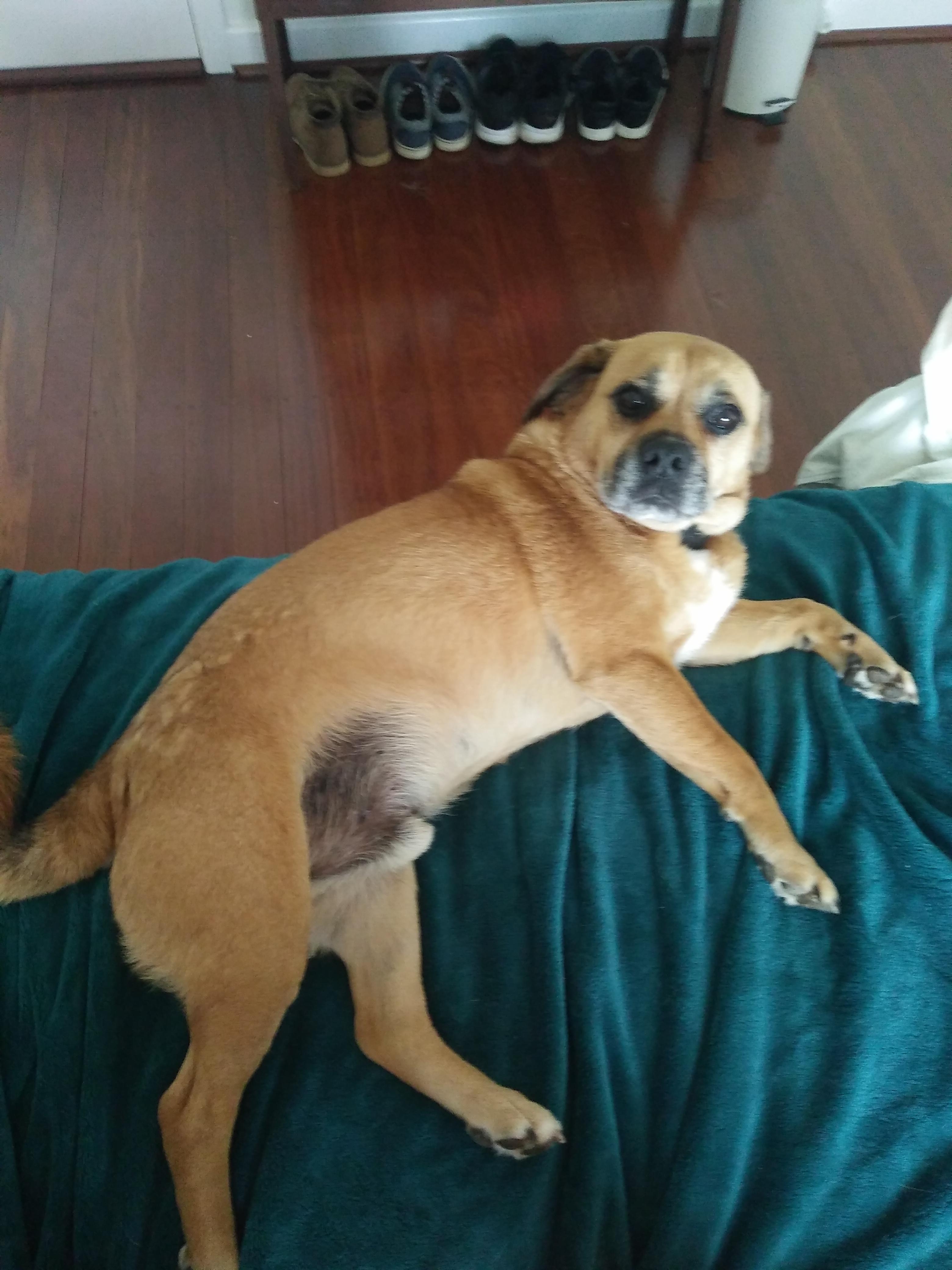 Everybody, meet Ruben, the dog who runs into glass doors r/aww