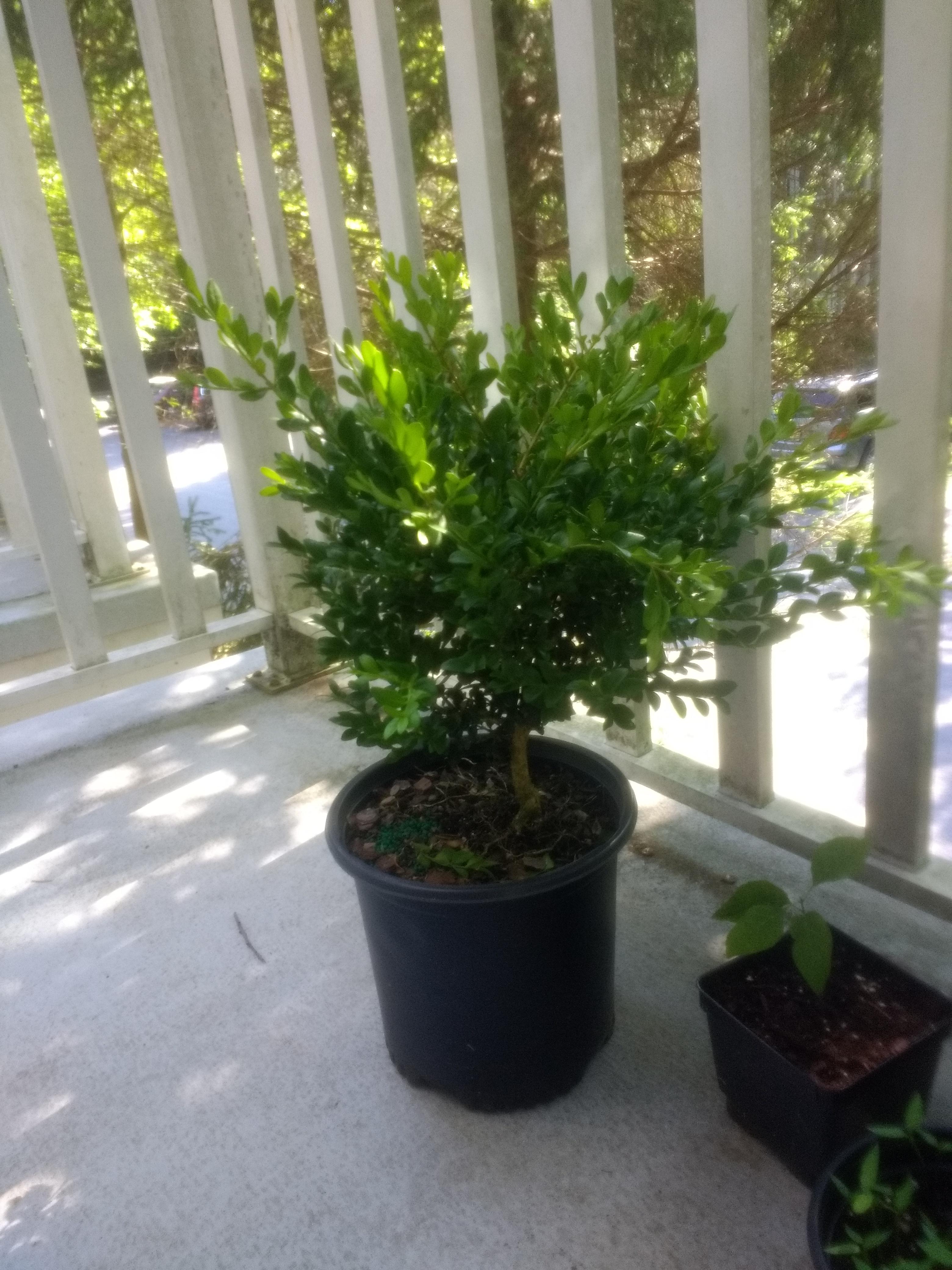 Just got this boxwood from home depot... As it's my first try with