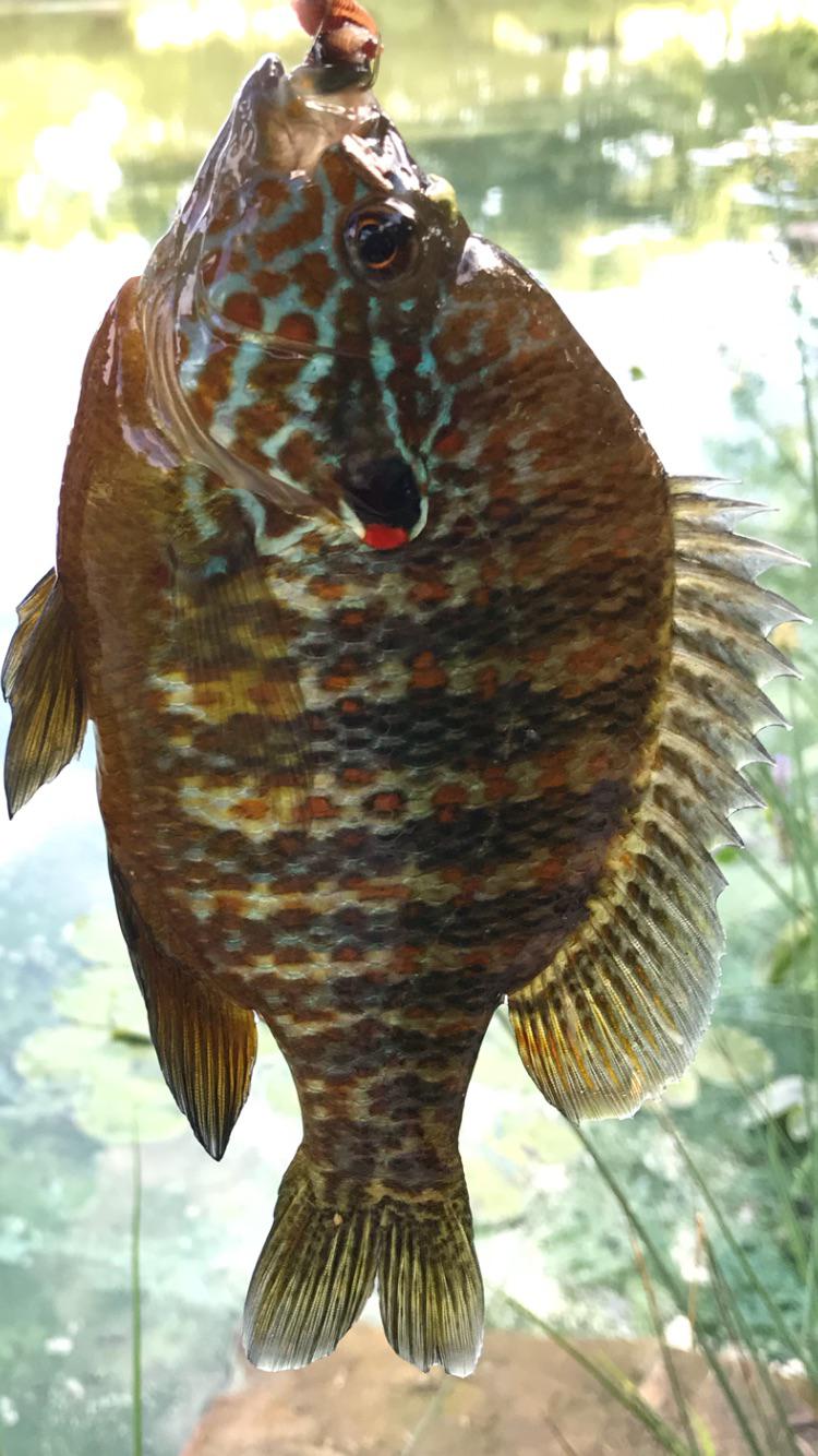 Beautiful fish I caught in a small pond in north east Ohio r/Fishing