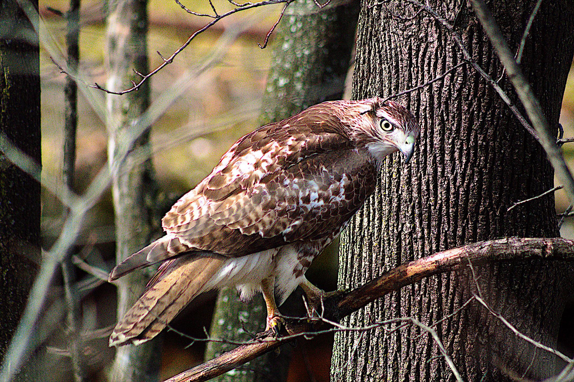 Stalk. (Redtailed hawk) r/wildlifephotography
