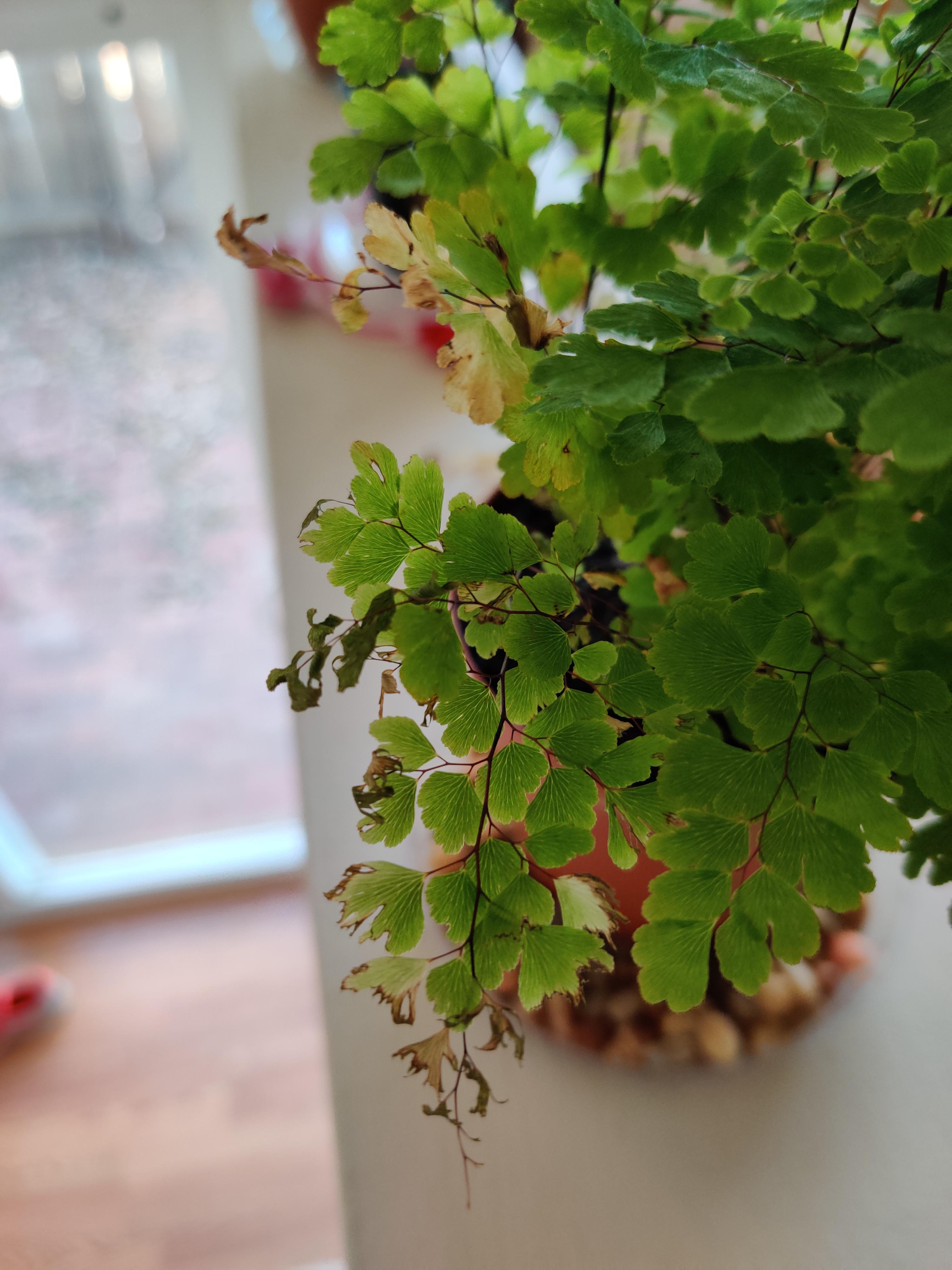 My southern maidenhair Fern has 3 or so branches where the leaves on