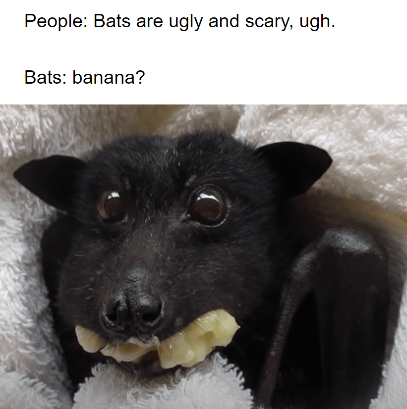 Bats are just cute, change my mind. r/memes