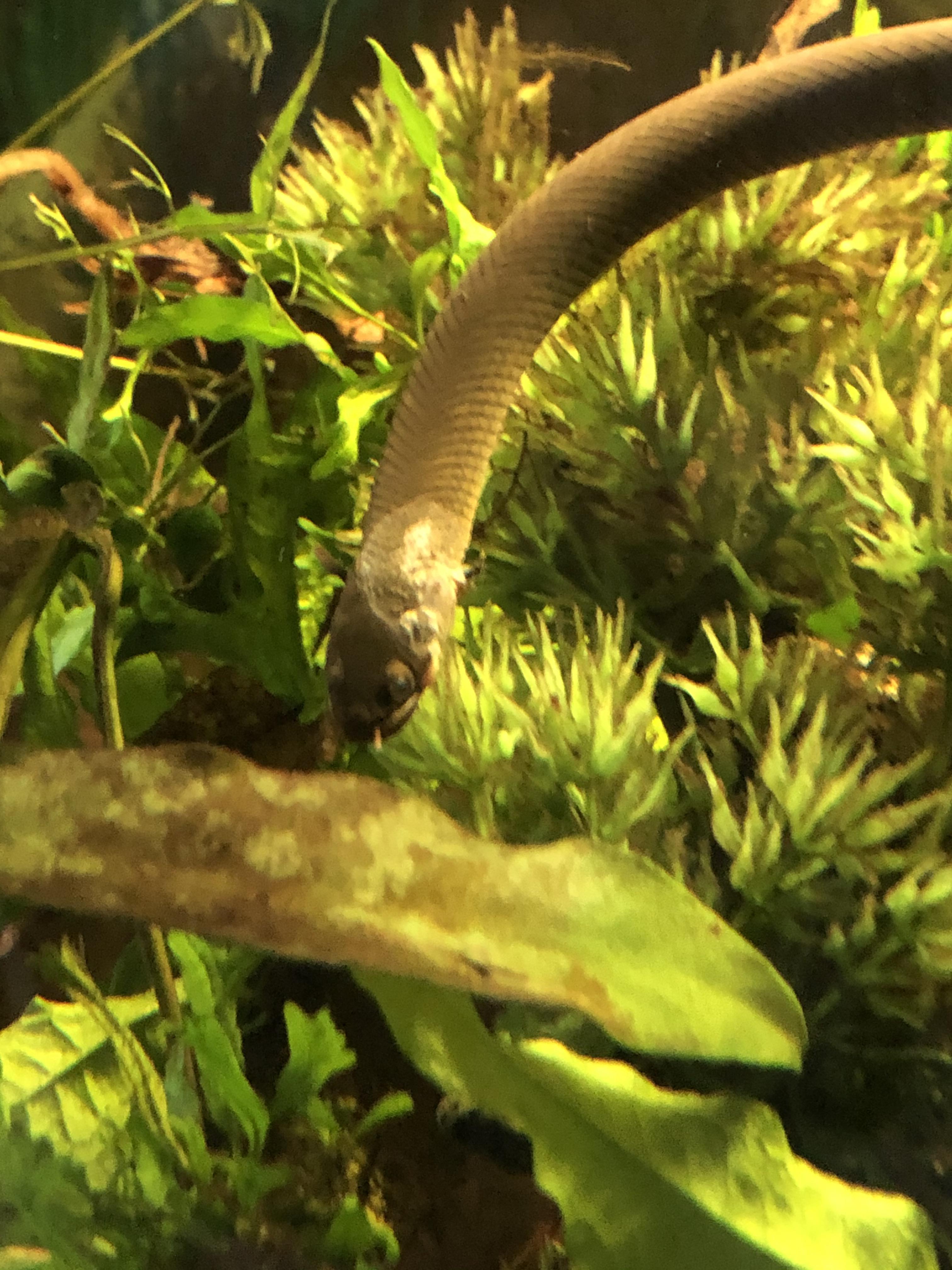 Can anyone tell me what happened to my rope fish? I came home from work