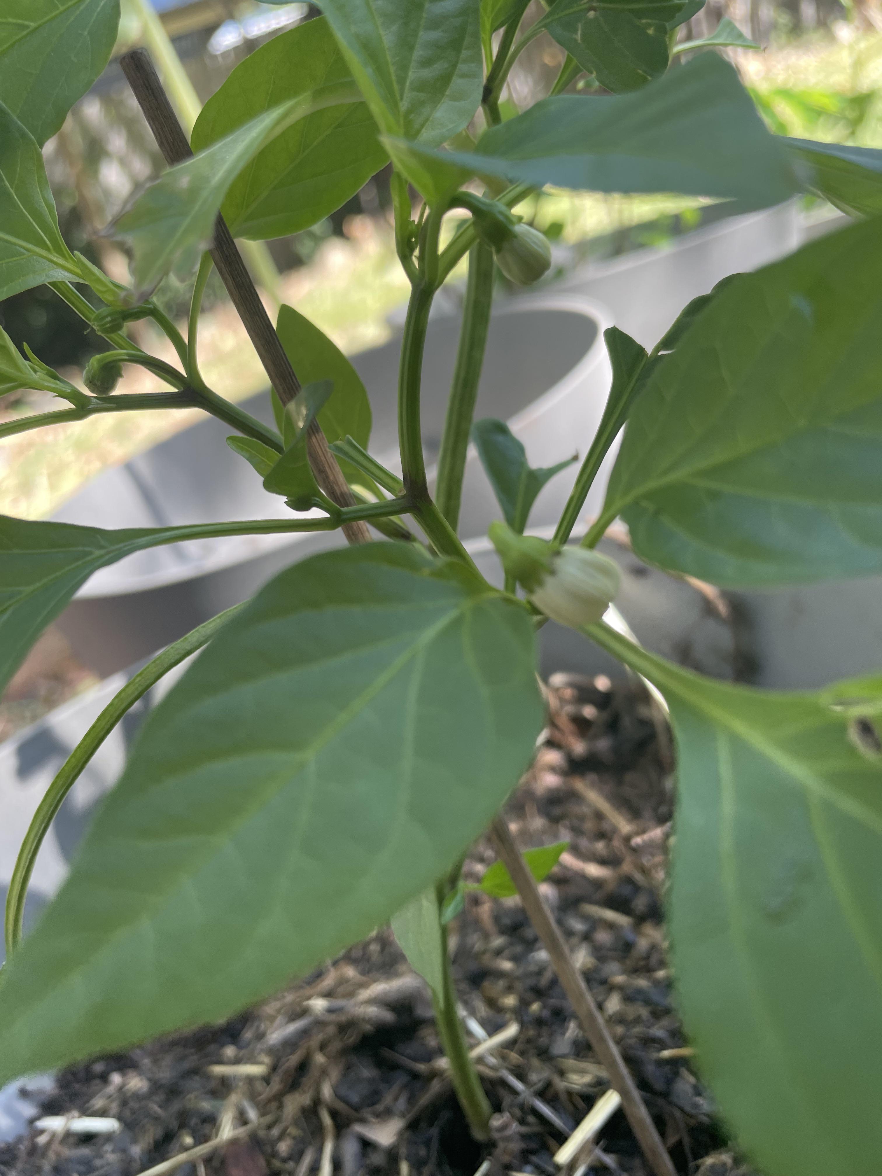 Should I pick off the first couple of flowers off my capsicum plant
