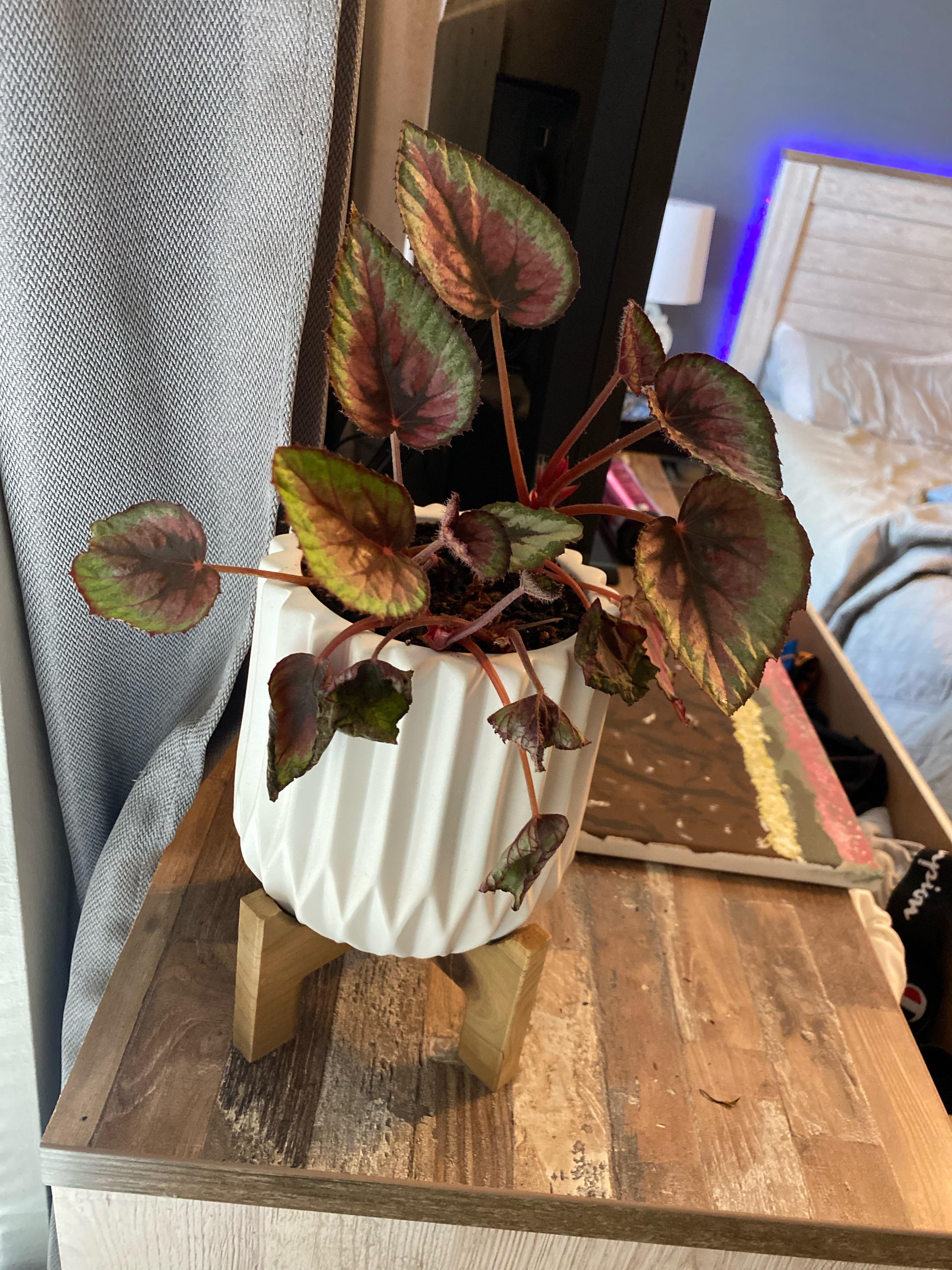My begonia Rex is really suffering. I’ve cut blooms and dying plants