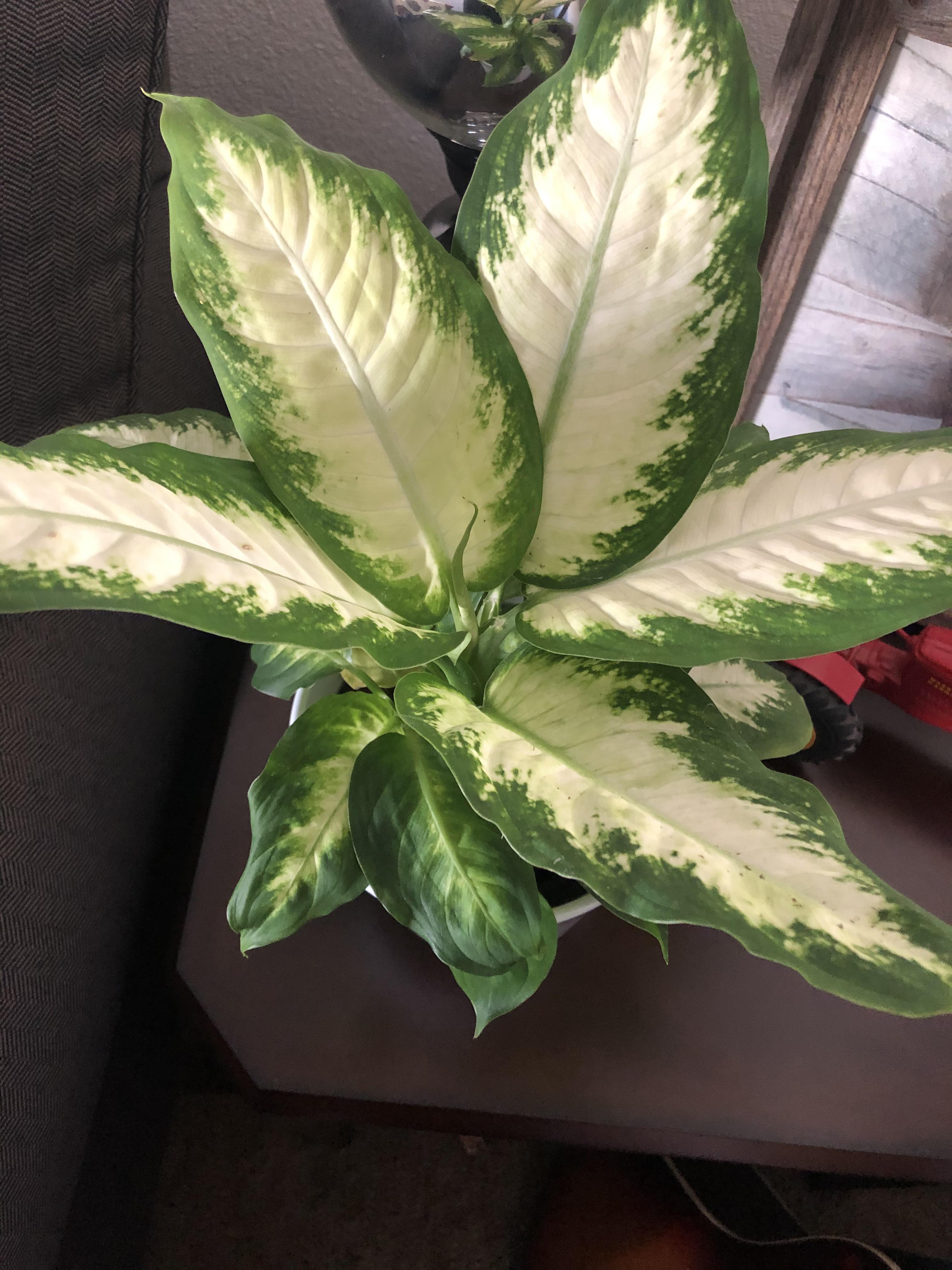 I refuse to stop impulse buying plants. r/houseplants